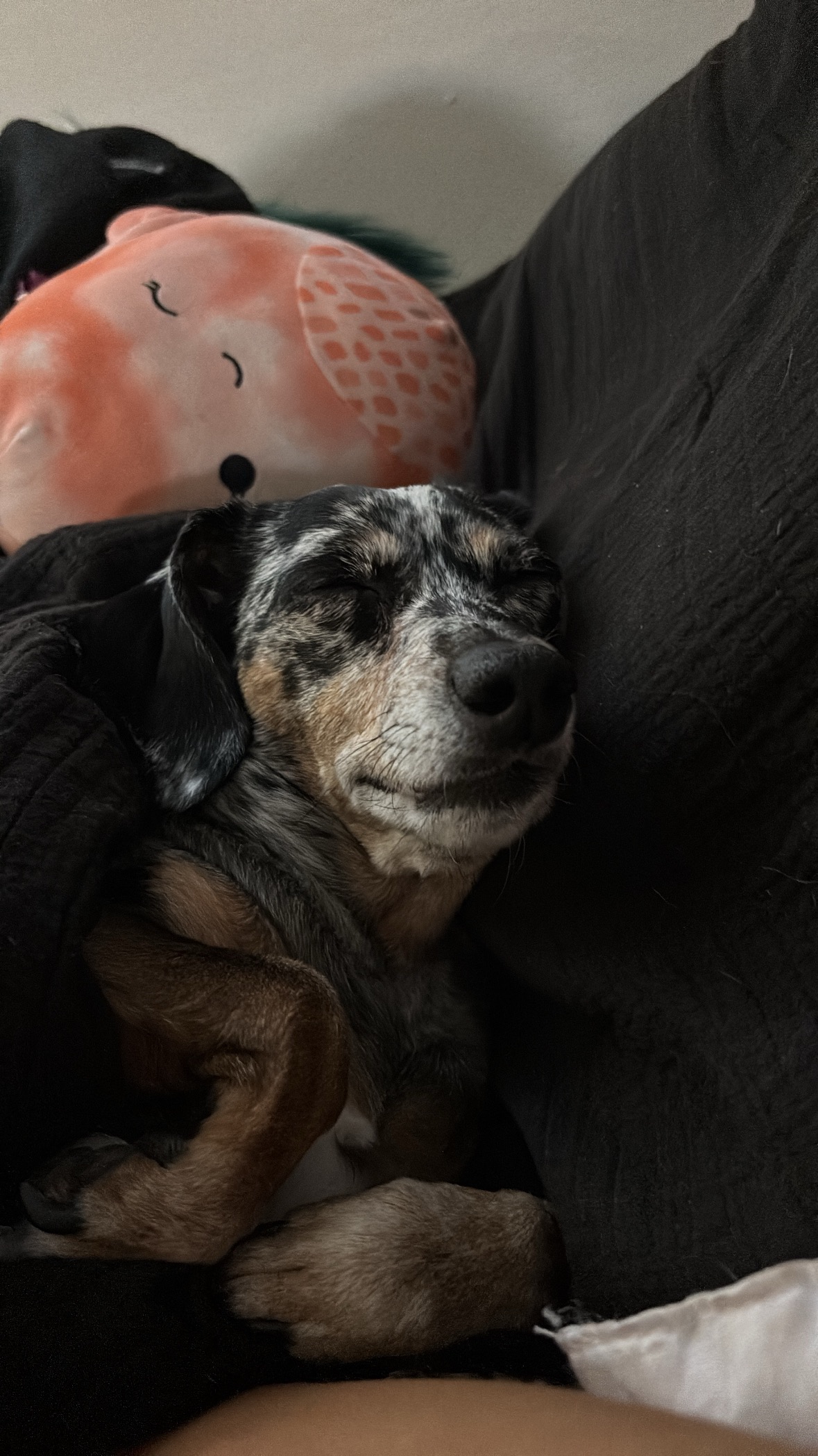 Support Sweet Chanel's Emergency Vet Care campaign photo, 6 of 8