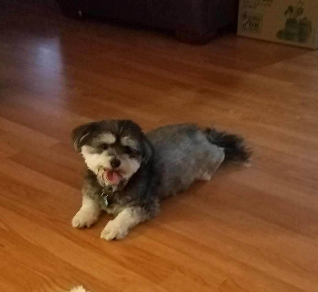 Save Leonard: Help Fund His Life-Saving Surgery campaign photo, 5 of 6