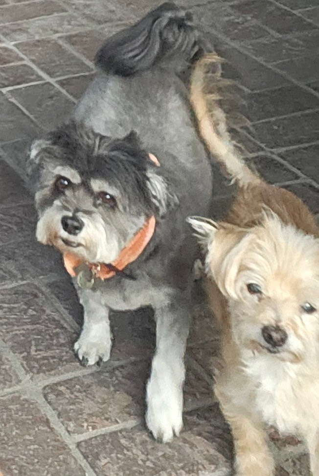 Save Leonard: Help Fund His Life-Saving Surgery campaign photo, 2 of 6