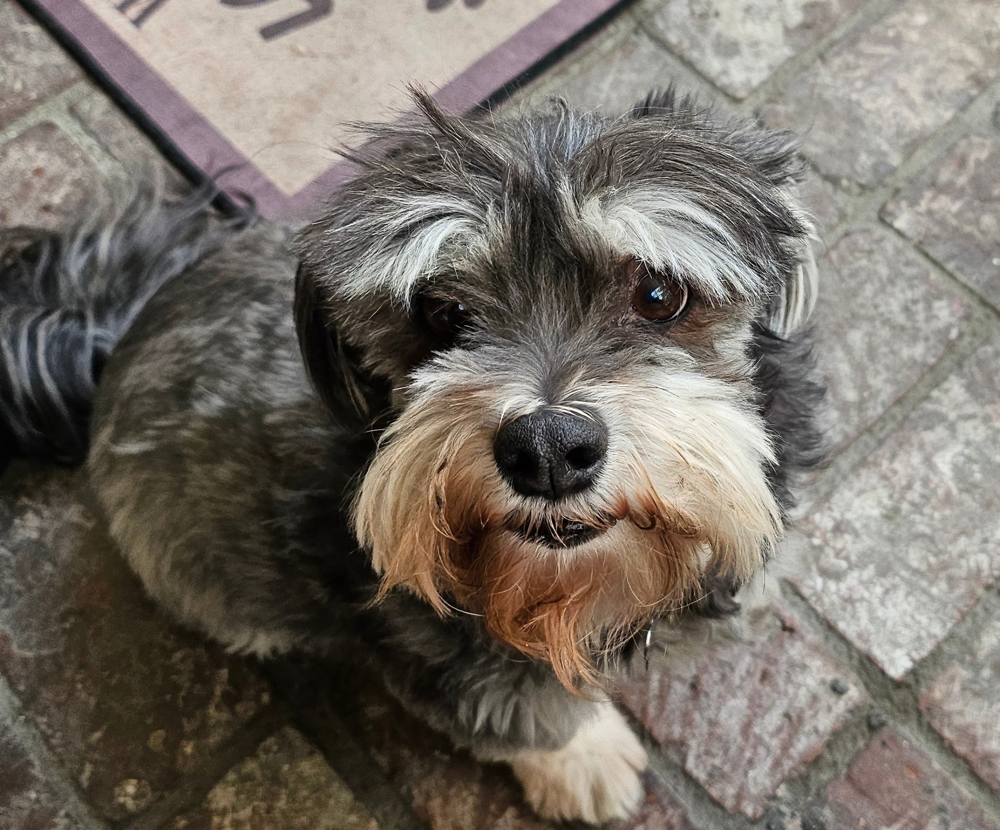 Save Leonard: Help Fund His Life-Saving Surgery campaign photo, 4 of 6
