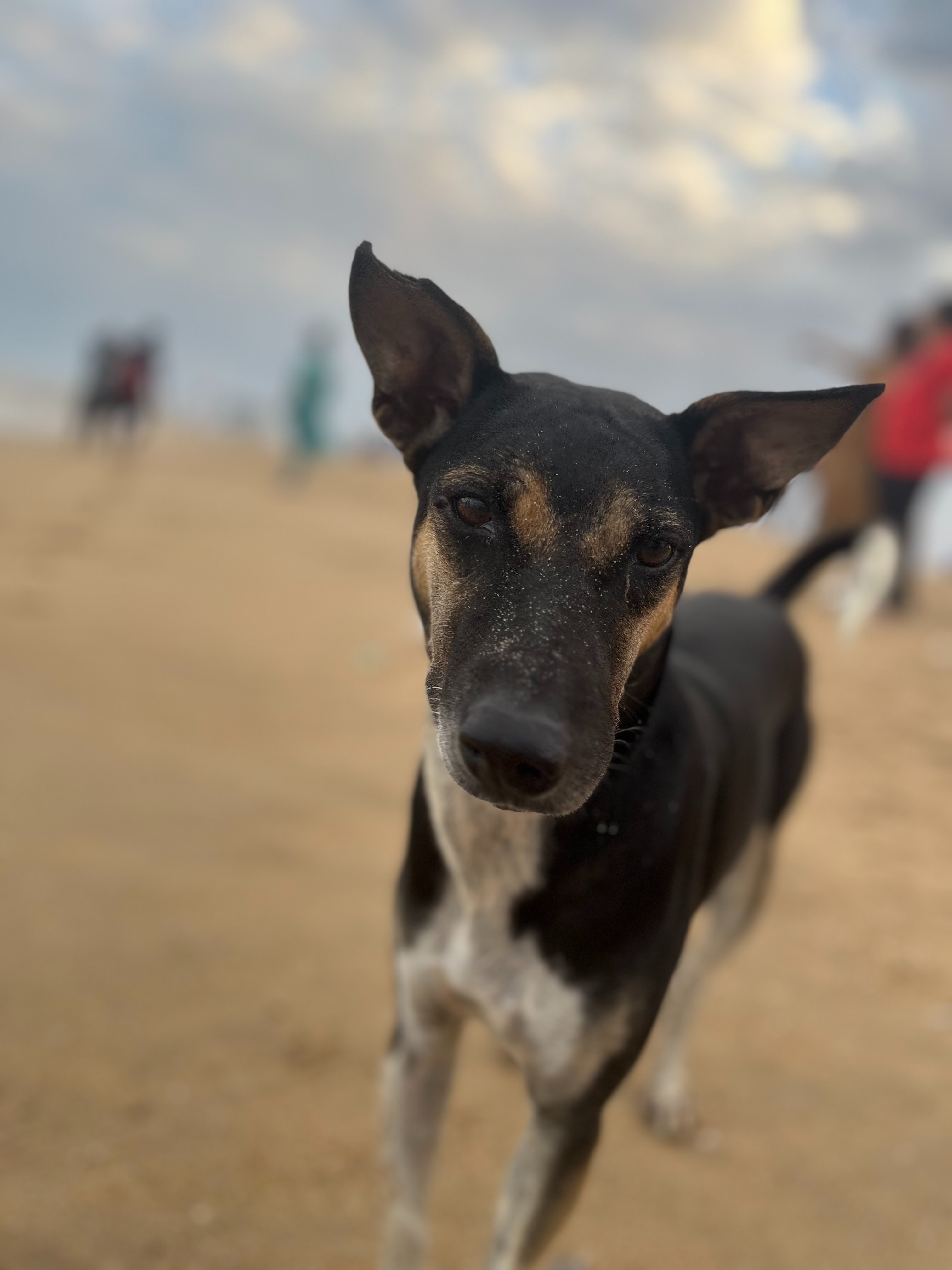 User-uploaded image 1