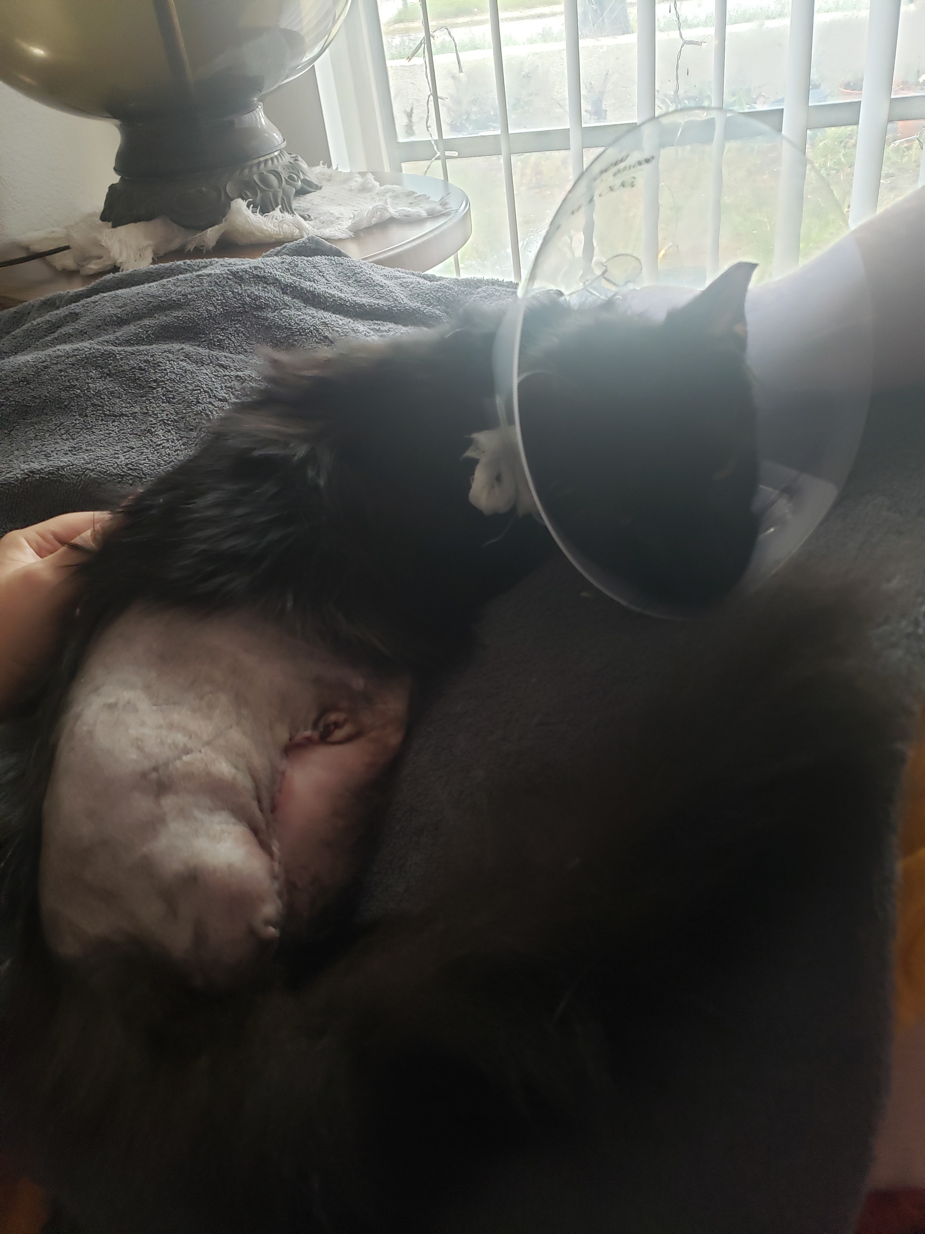 Help Tails Heal After Emergency Leg Amputation! campaign photo, 7 of 8