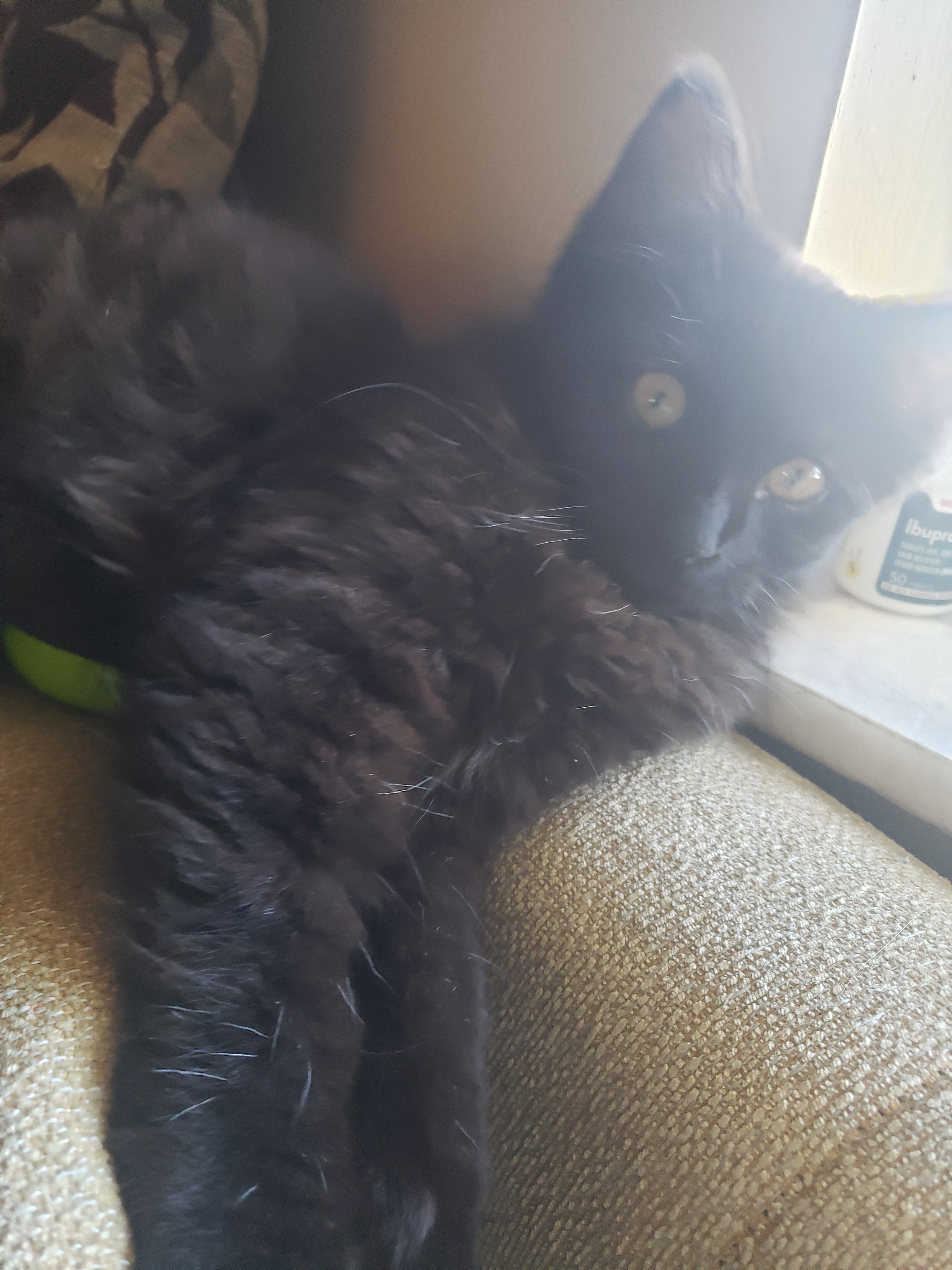 Help Tails Heal After Emergency Leg Amputation! campaign photo, 2 of 8