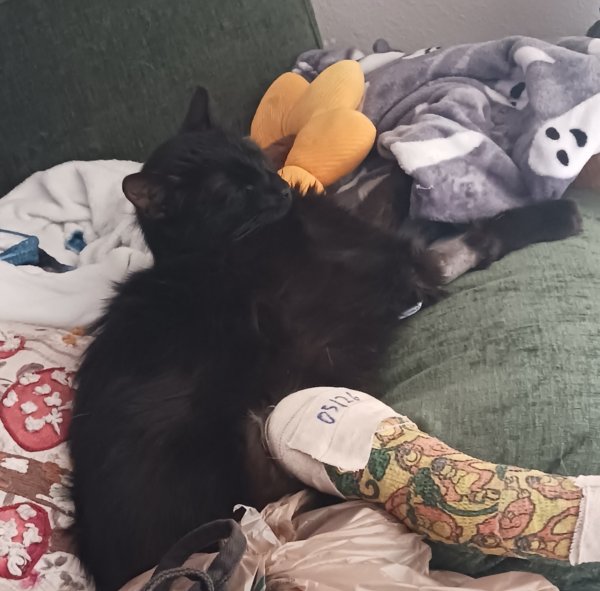 Help Tails Heal After Emergency Leg Amputation! campaign photo, 6 of 8