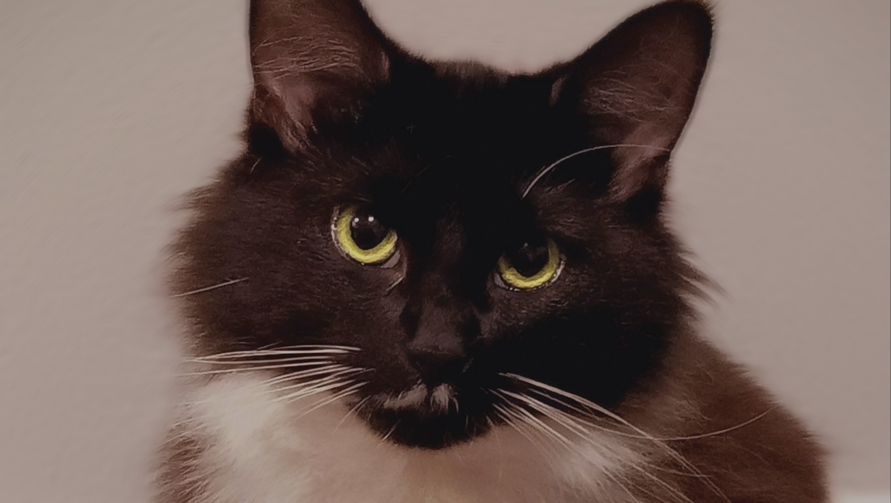 Support Me and My Cat Through Tough Times photo