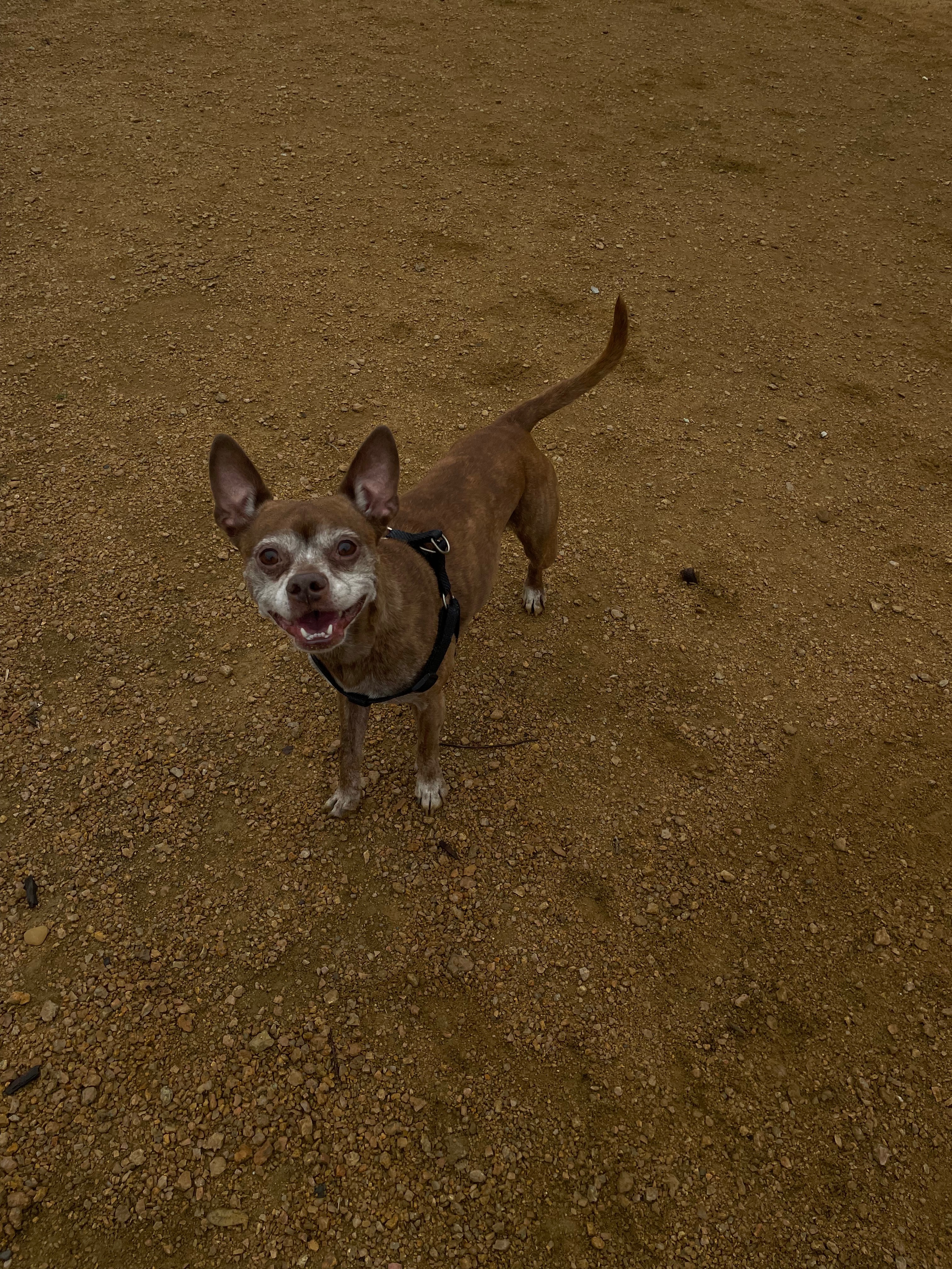 Choko's Surgery Fund campaign photo, 4 of 8