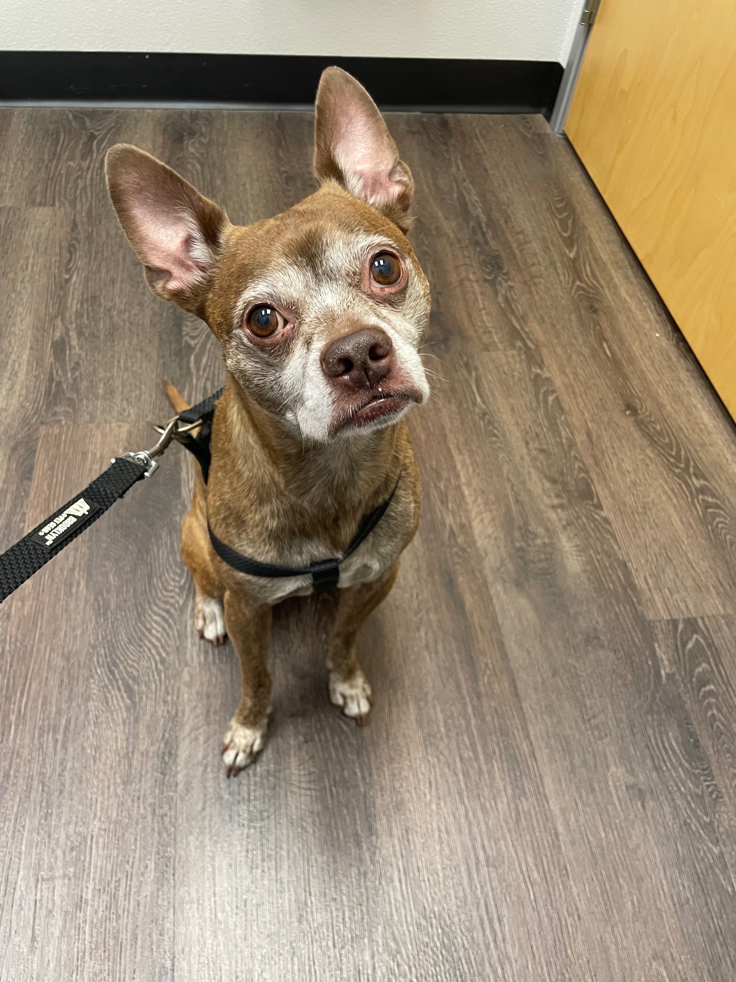 Choko's Surgery Fund campaign photo, 6 of 8