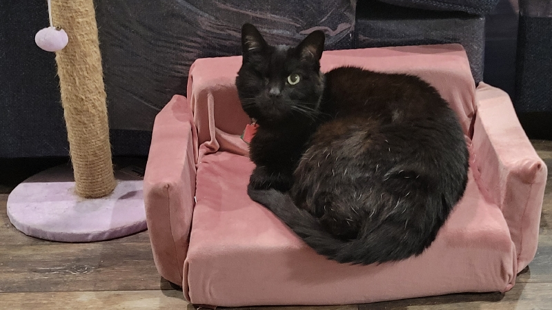 Save Sweet Mira: Help with Vet Costs photo