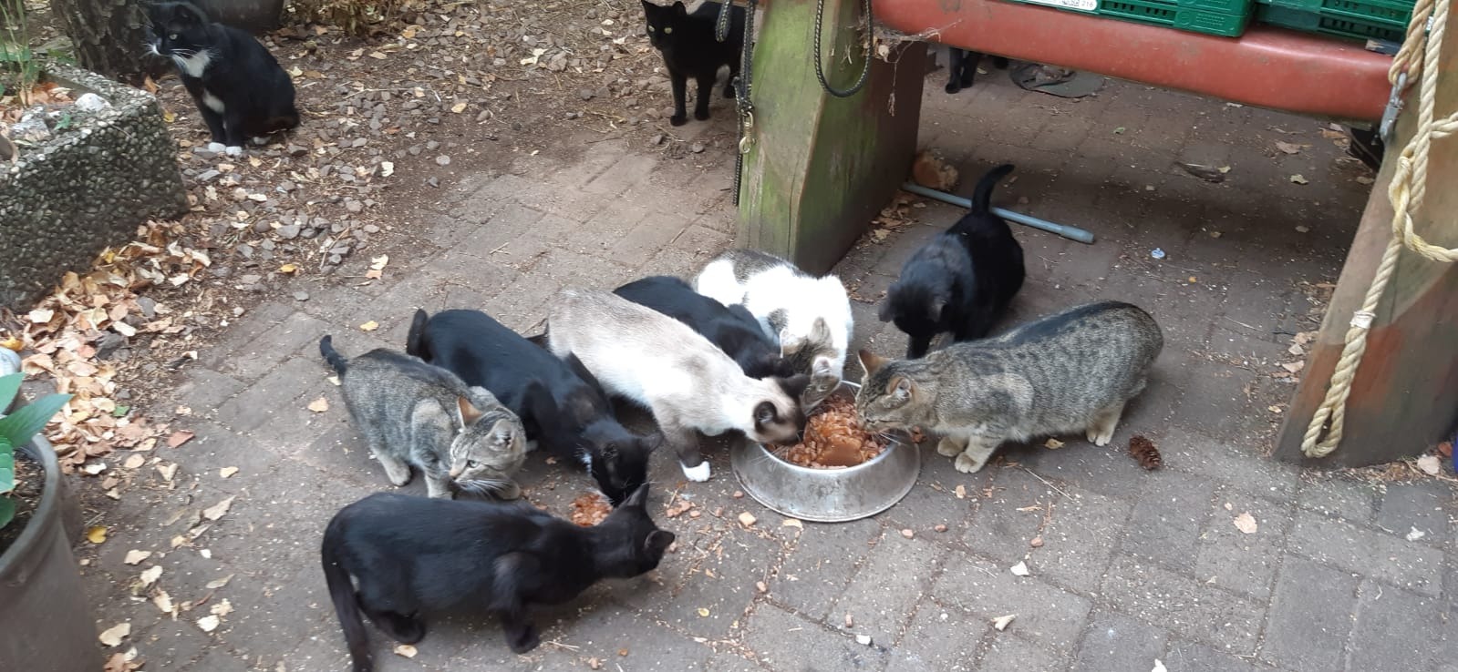 Hilfe für unsere Streunerkatzen campaign photo, 7 of 8