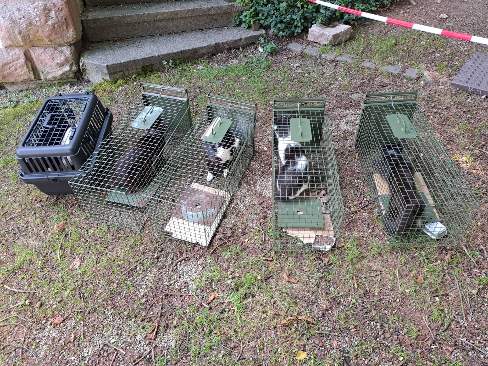 Hilfe für unsere Streunerkatzen campaign photo, 4 of 8