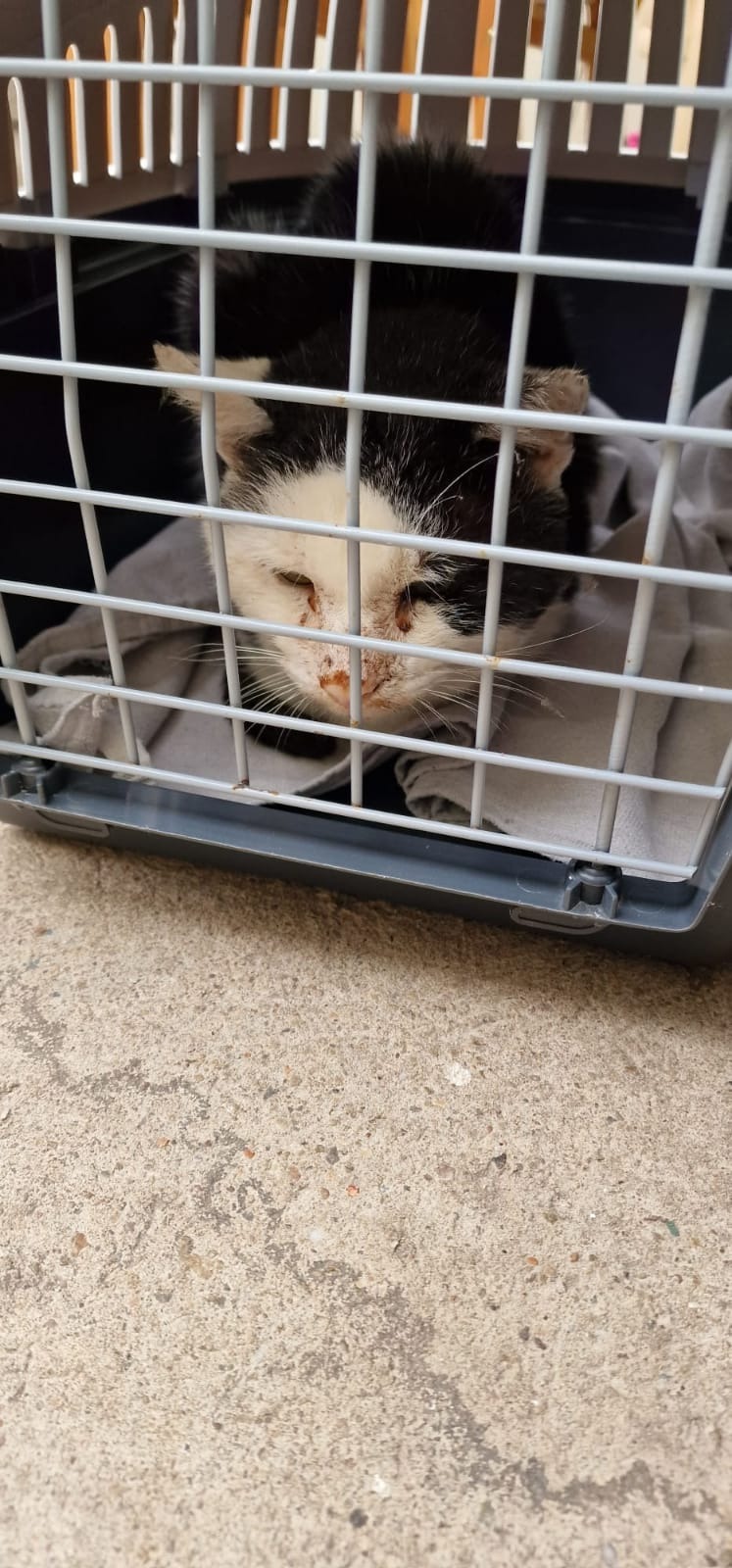 Hilfe für unsere Streunerkatzen campaign photo, 5 of 8