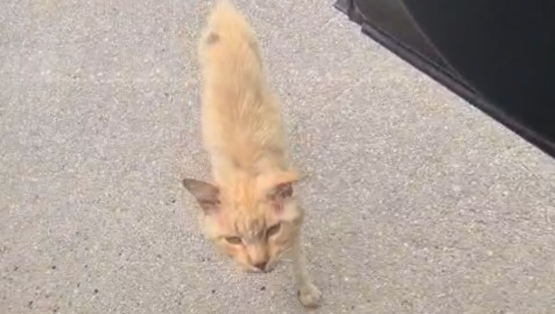 Aiutiamo questo micio pelle ed ossa! photo