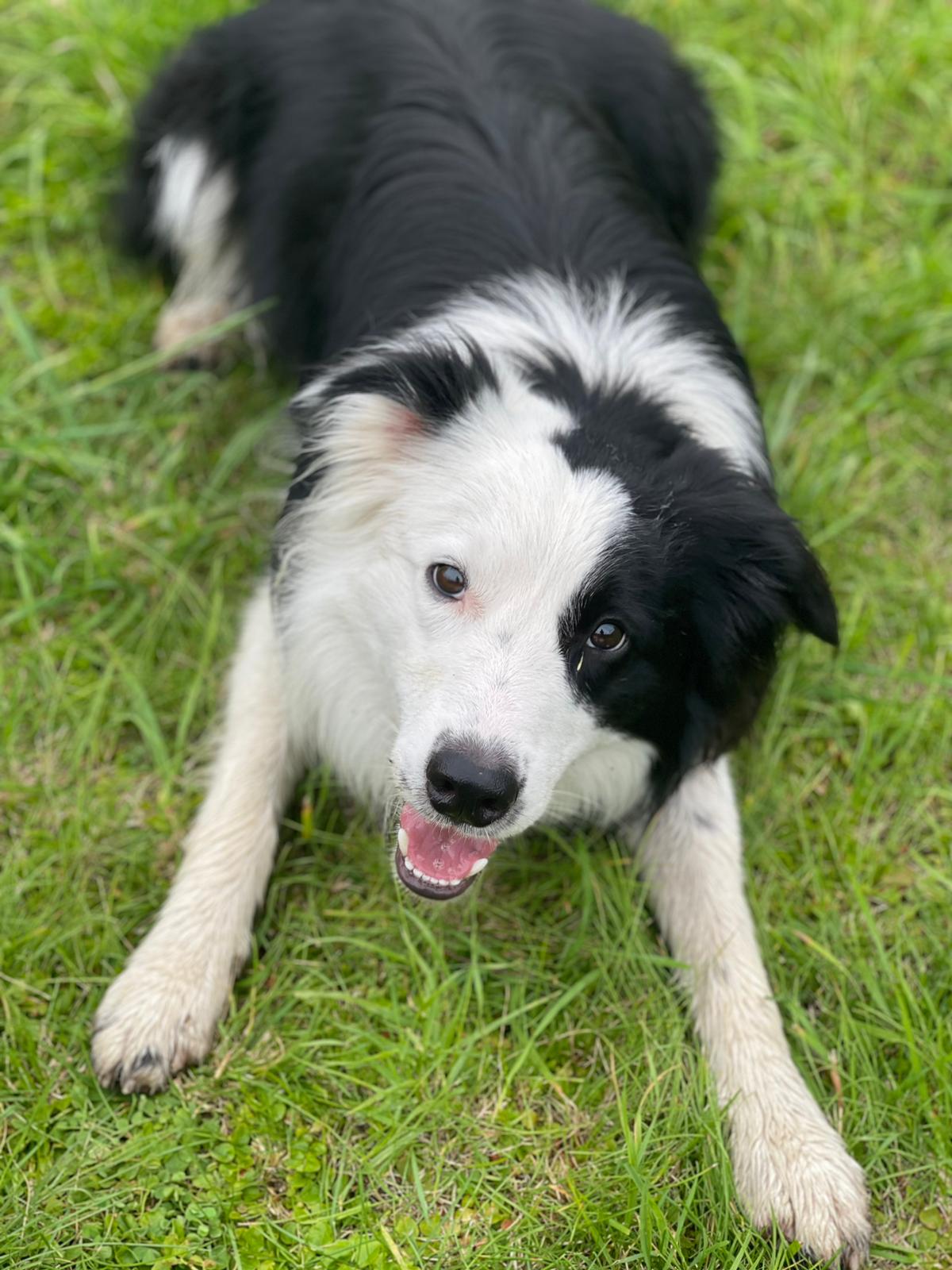 Neuanfang nach der Sucht - Hilfe für meinen Hund und mich campaign photo, 2 of 8