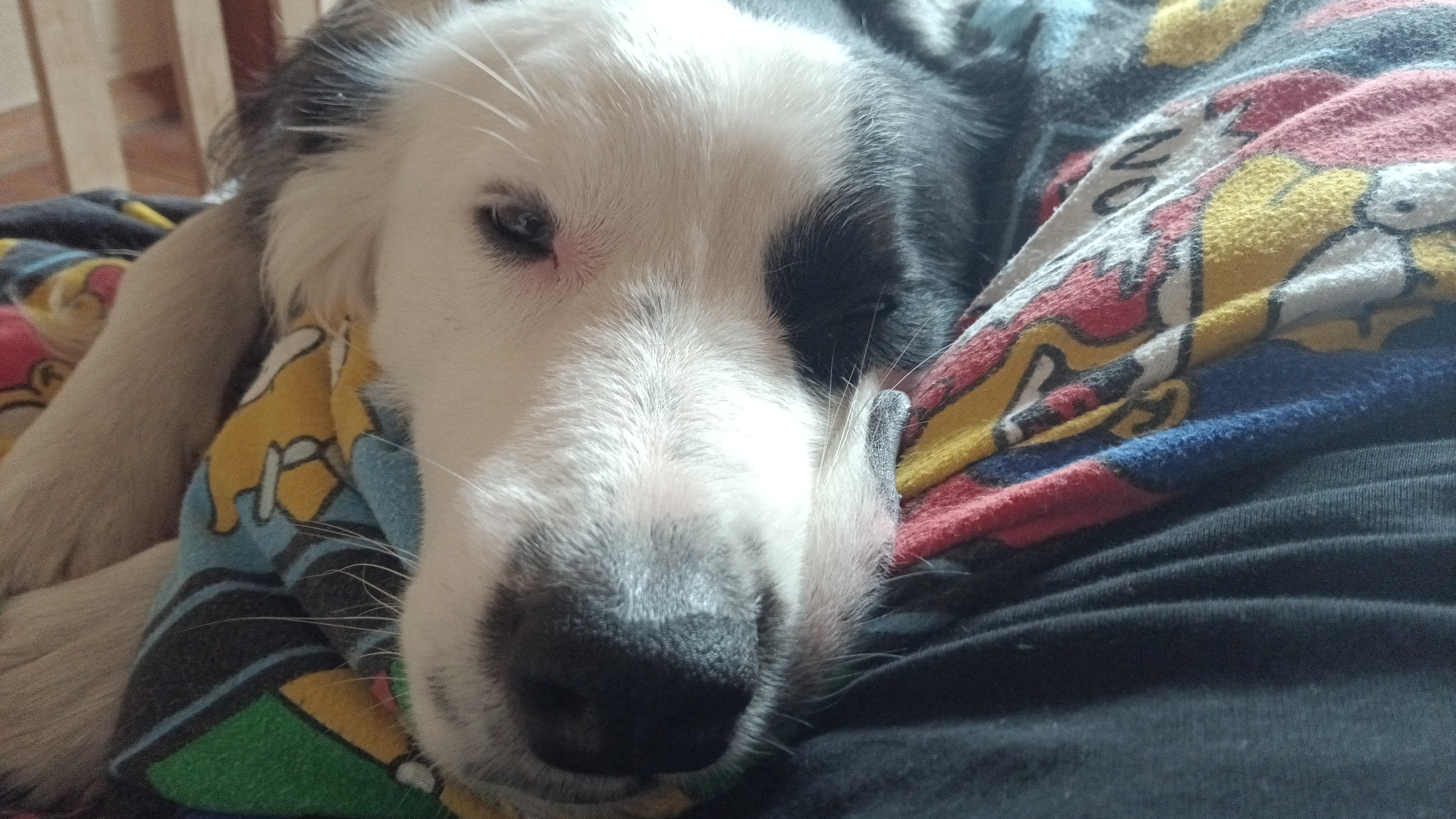 Neuanfang nach der Sucht - Hilfe für meinen Hund und mich campaign photo, 4 of 8