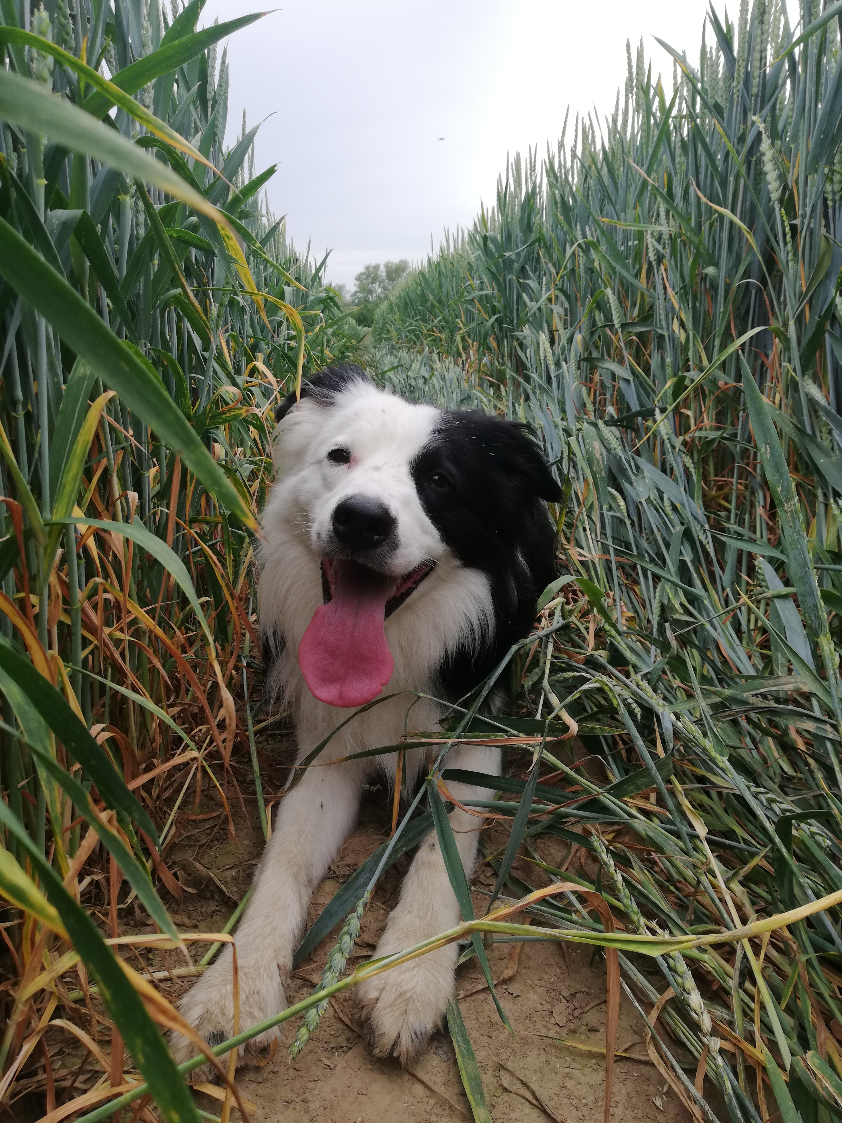 Neuanfang nach der Sucht - Hilfe für meinen Hund und mich campaign photo, 6 of 8