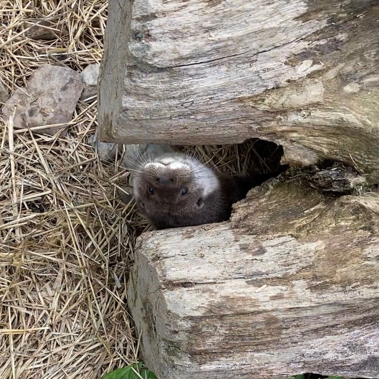 Donate to help orphaned and injured Eurasian Otters campaign photo, 5 of 6