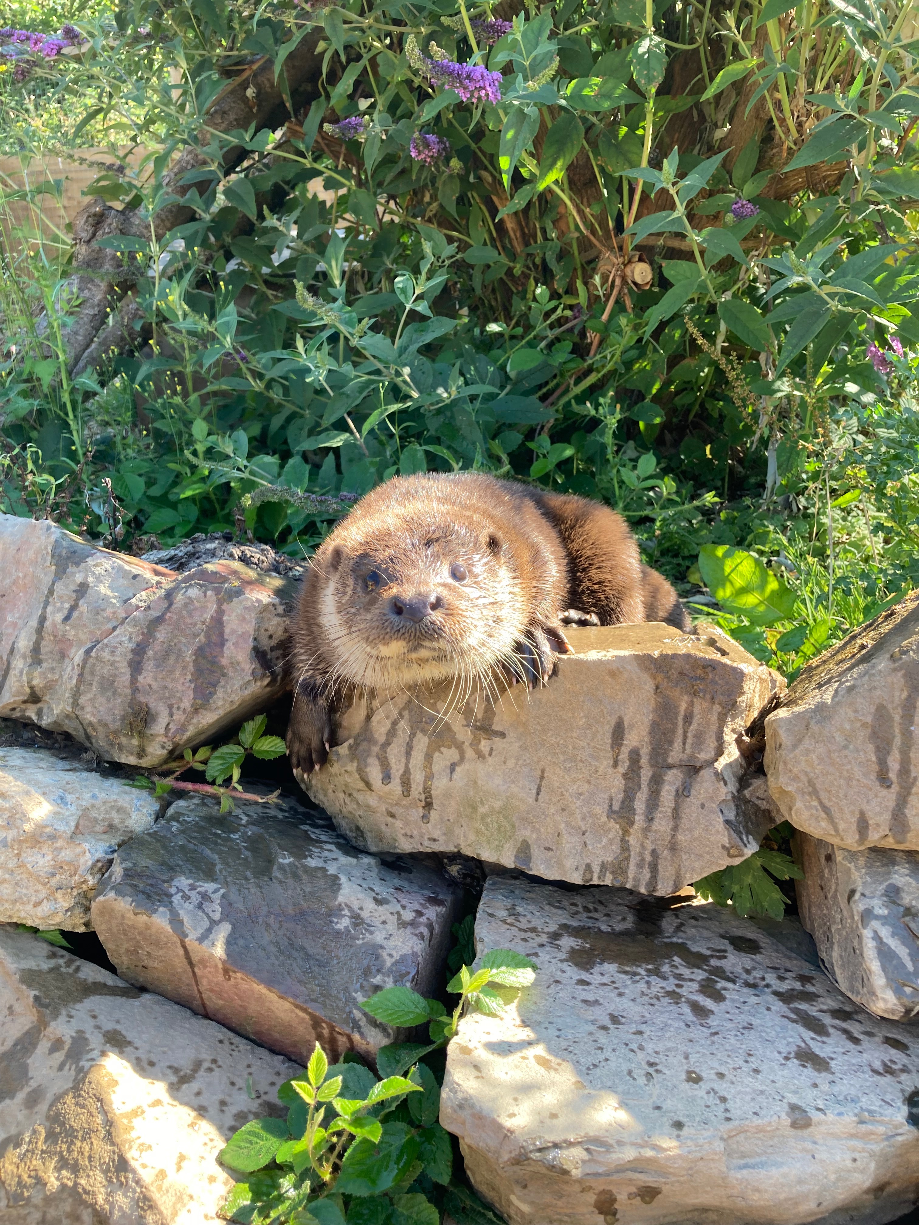 Donate to help orphaned and injured Eurasian Otters campaign photo, 2 of 6