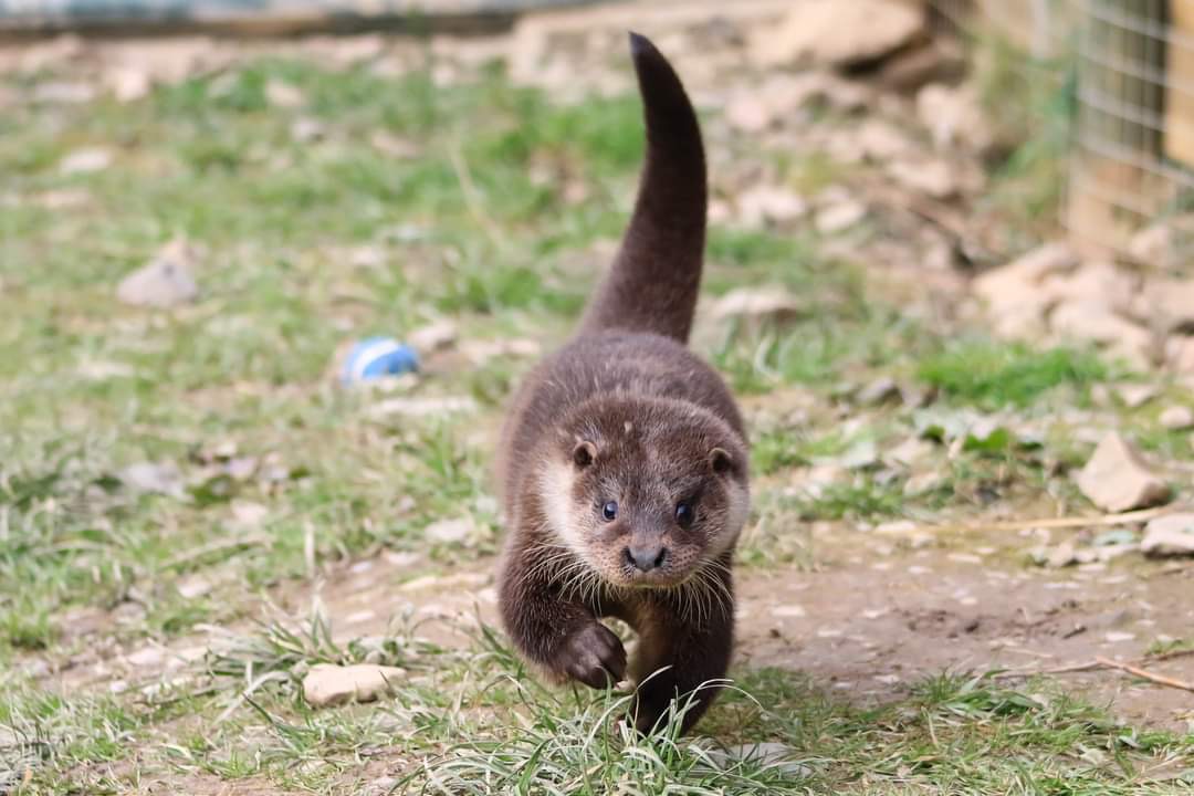 Donate to help orphaned and injured Eurasian Otters campaign photo, 4 of 6