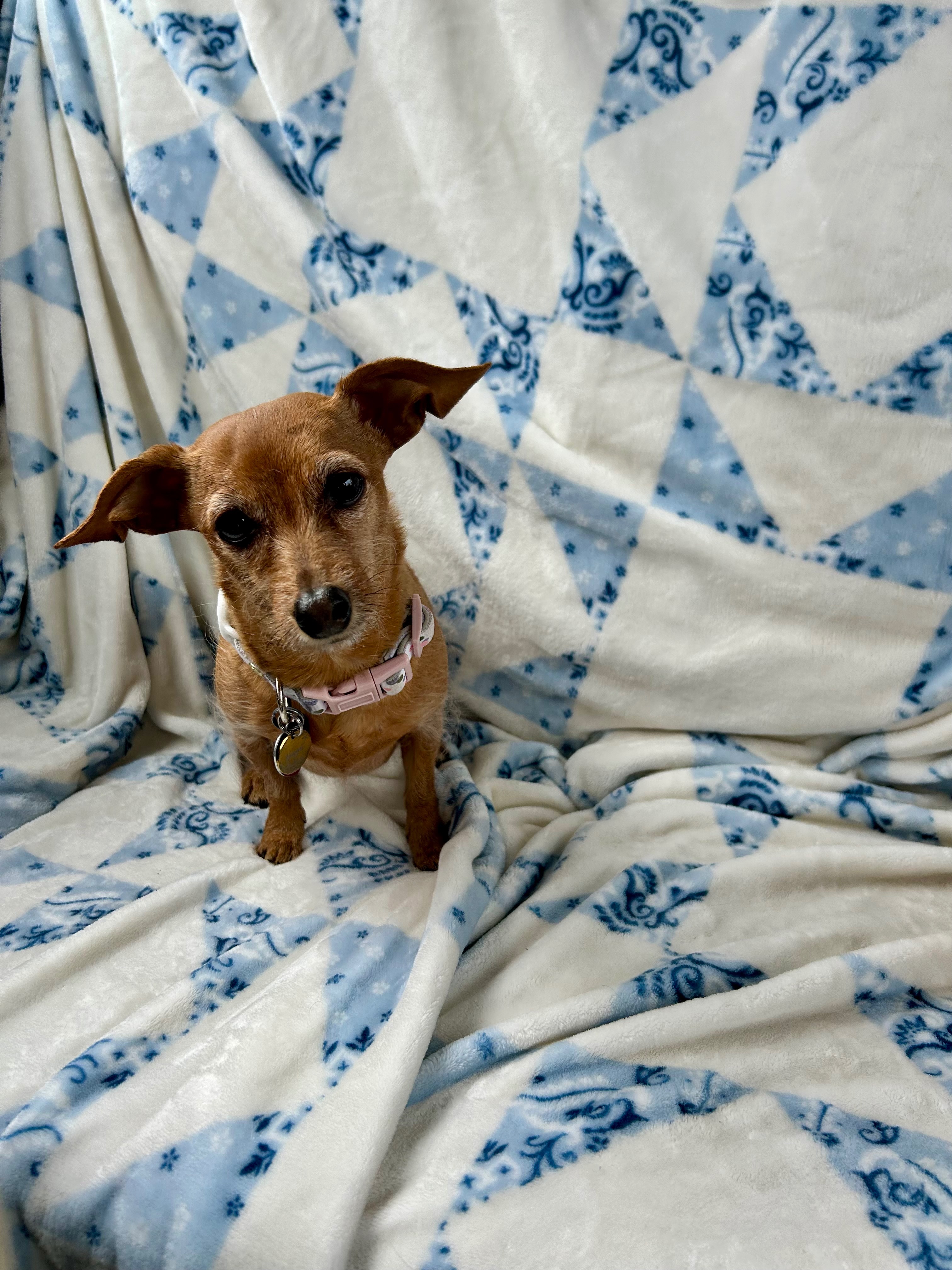 Help us save Nugget campaign photo, 2 of 4