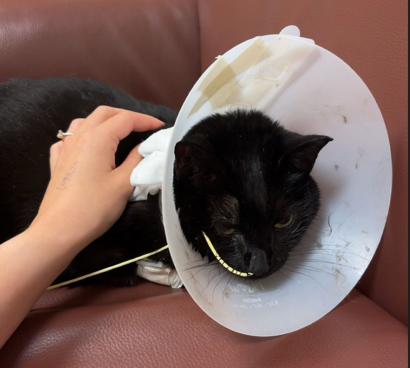 Urgent Help for Athena's Emergency Vet Care campaign photo, 6 of 7