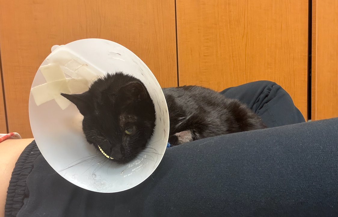 Urgent Help for Athena's Emergency Vet Care campaign photo, 2 of 7
