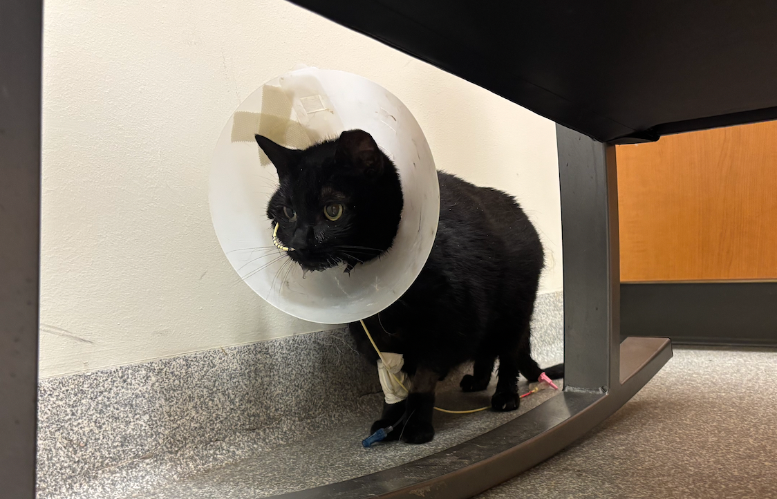 Urgent Help for Athena's Emergency Vet Care campaign photo, 4 of 7