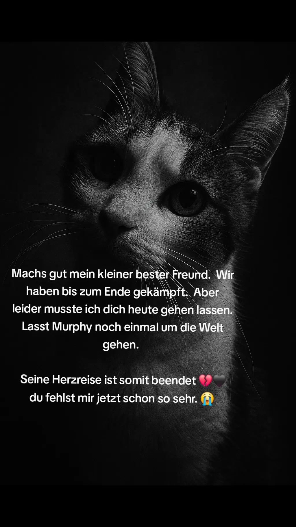 Murphy will leben – ein kleines Herz braucht große Hilfe campaign photo, 6 of 8