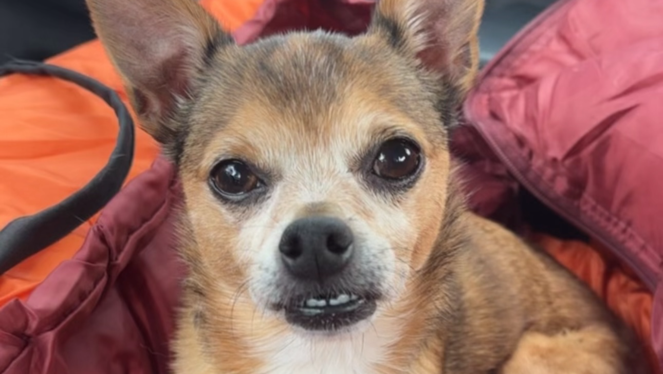 GoFundFreen: Help Freenie the Chihuahua Survive and Thrive photo