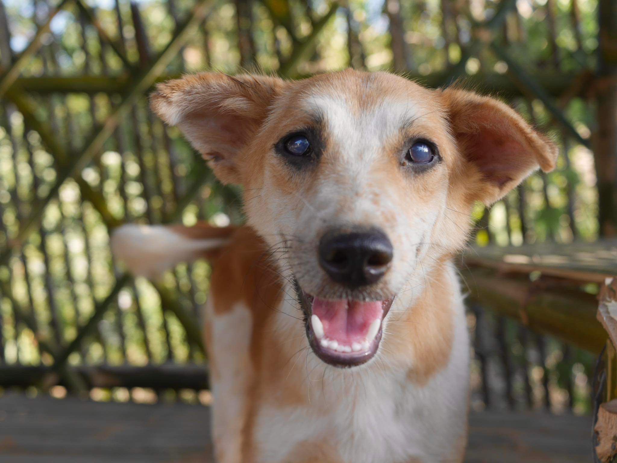 Want to help us reduce the number of strays in Coron? campaign photo, 4 of 4