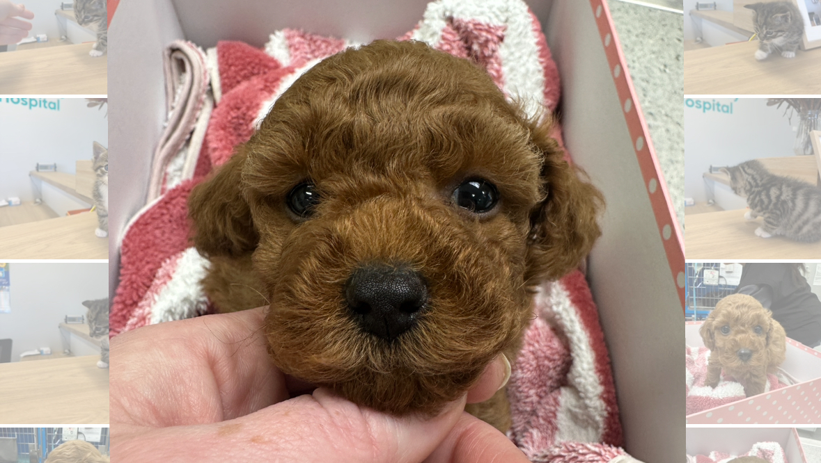 EMERGENCY – Help Save This Puppy’s Life  photo