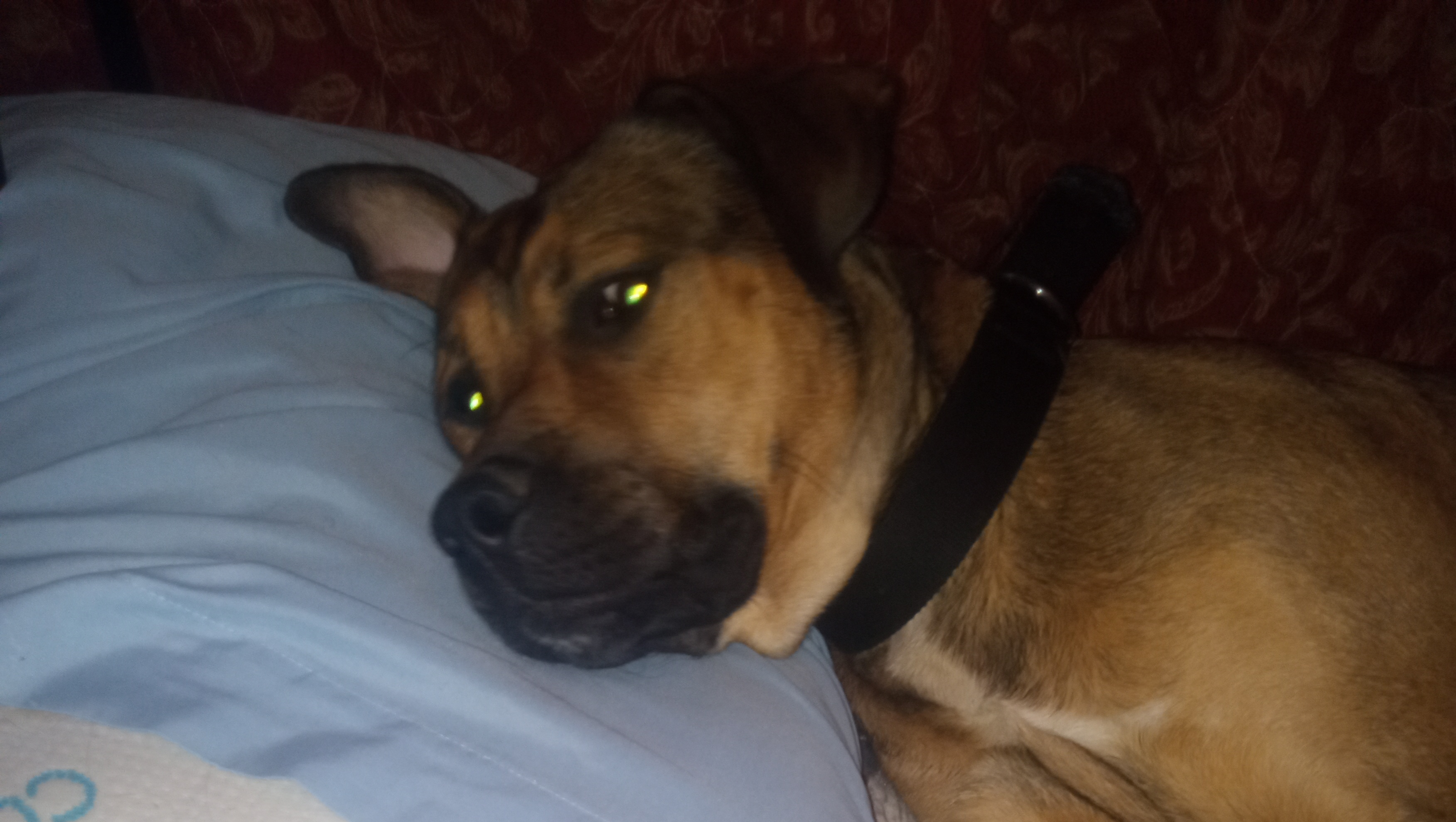 Support Andrew's Beloved Pup Rocco's Recovery photo