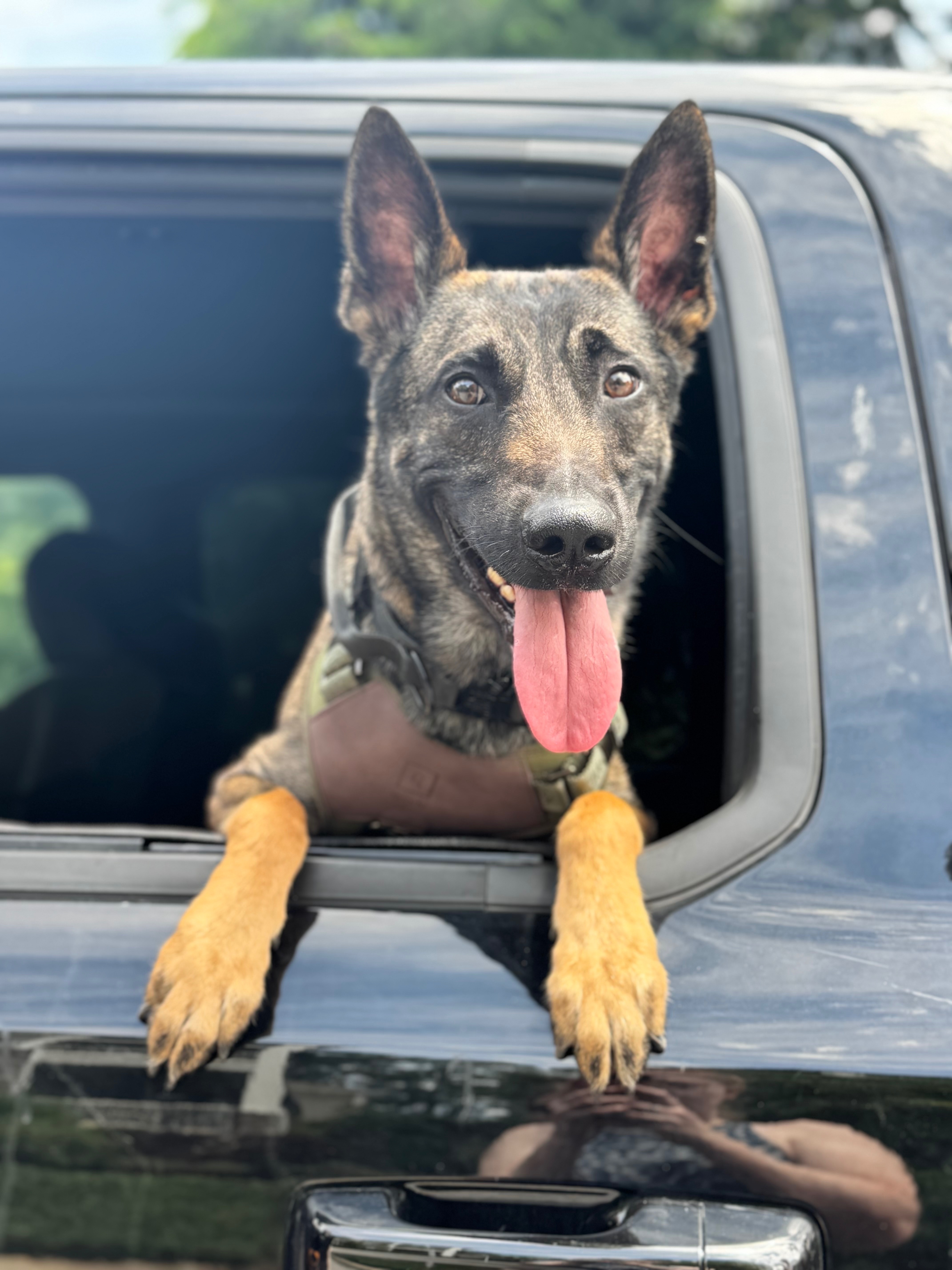 Bane's Dental Surgery: A Second Chance campaign photo, 2 of 6