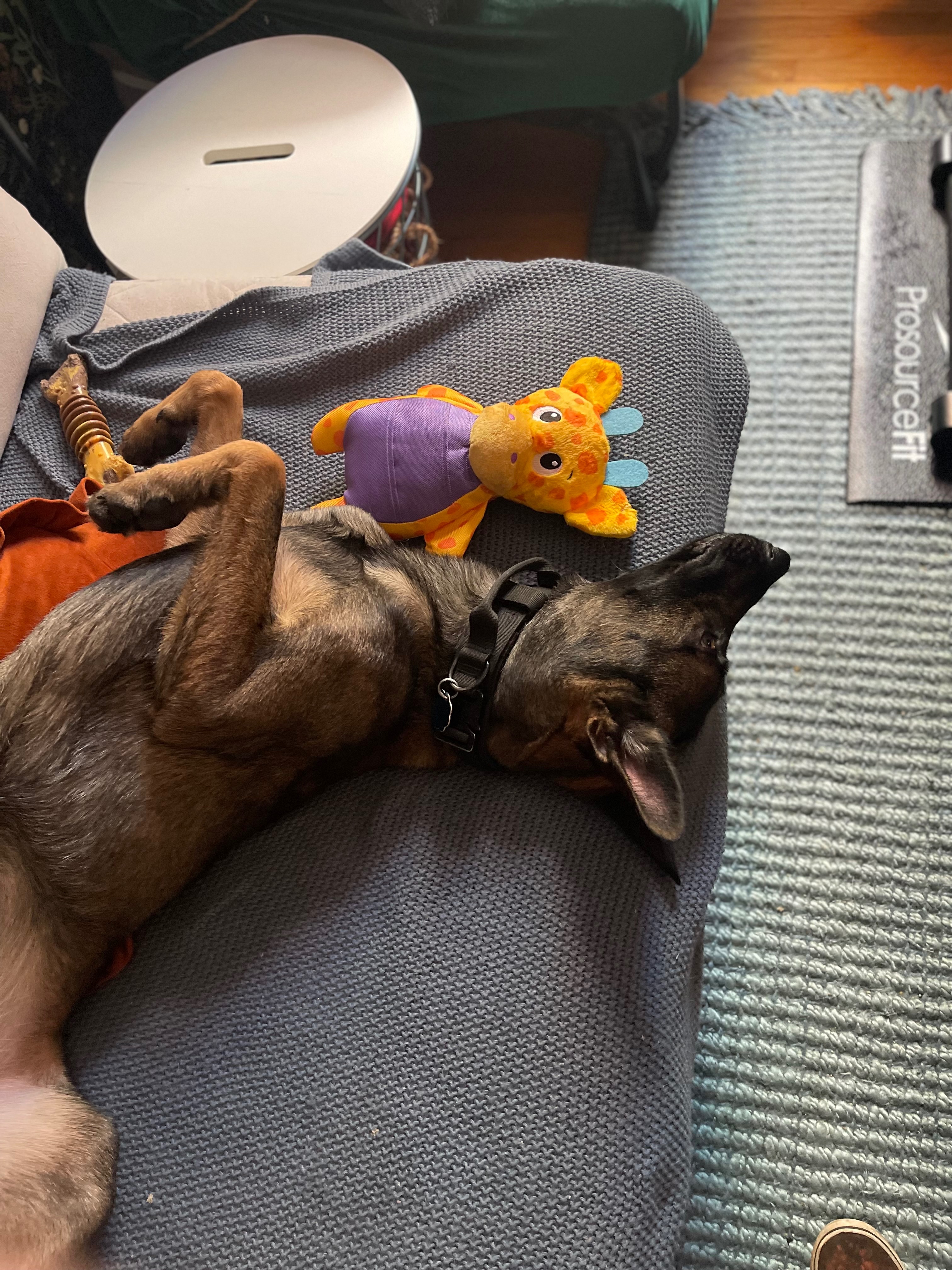 Bane's Dental Surgery: A Second Chance campaign photo, 4 of 6