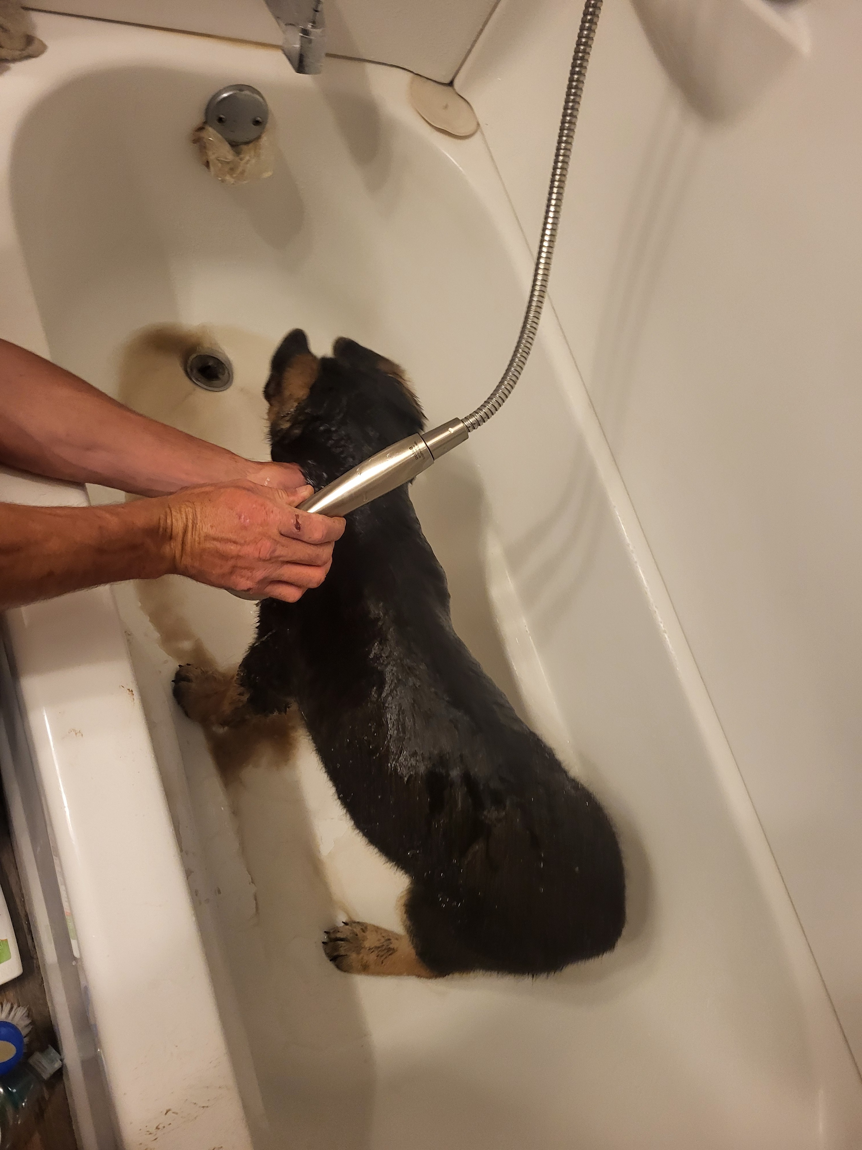 Donate to Our Self-Funded Animal Rescue campaign photo, 2 of 7