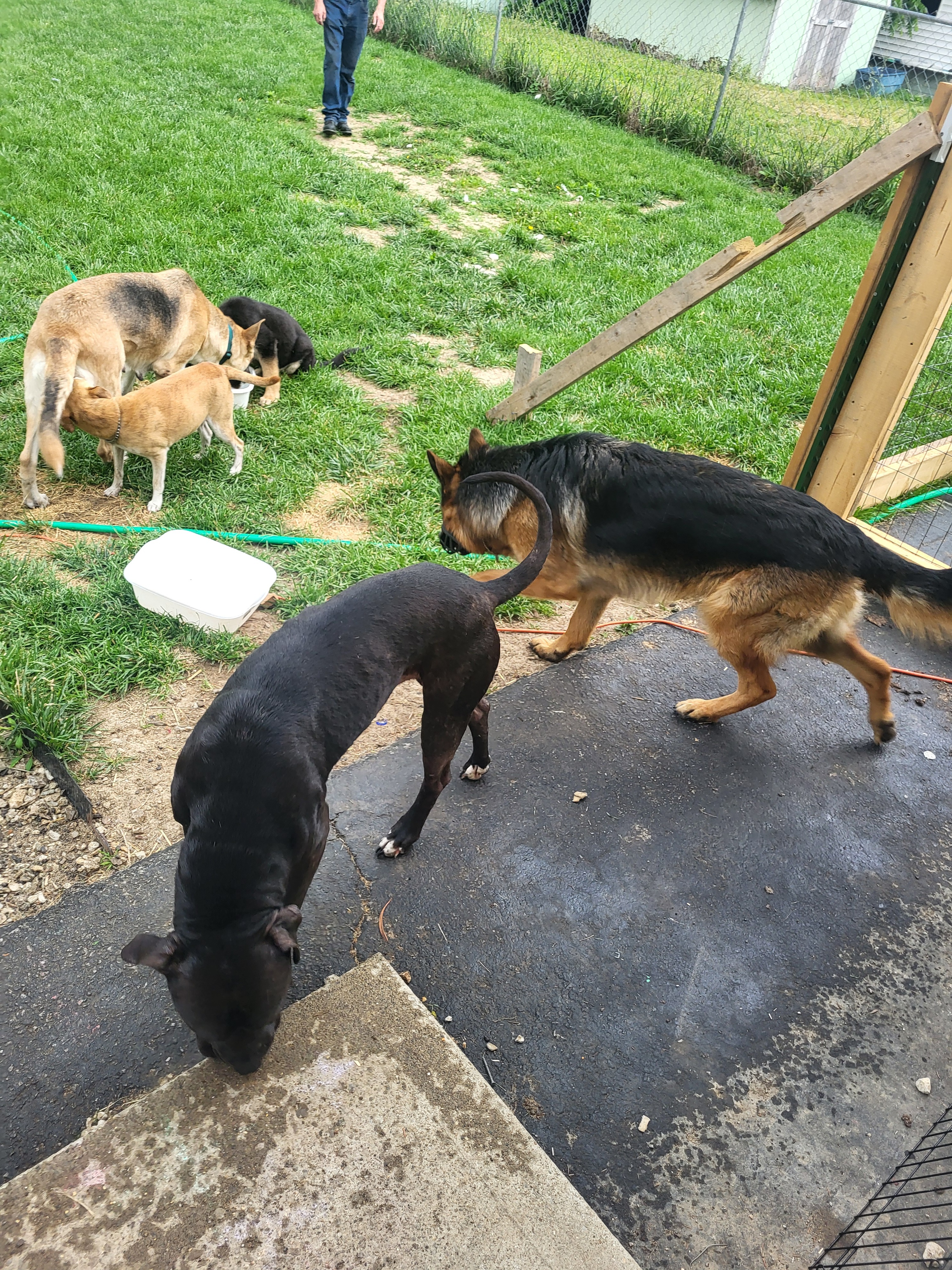 Donate to Our Self-Funded Animal Rescue campaign photo, 5 of 7