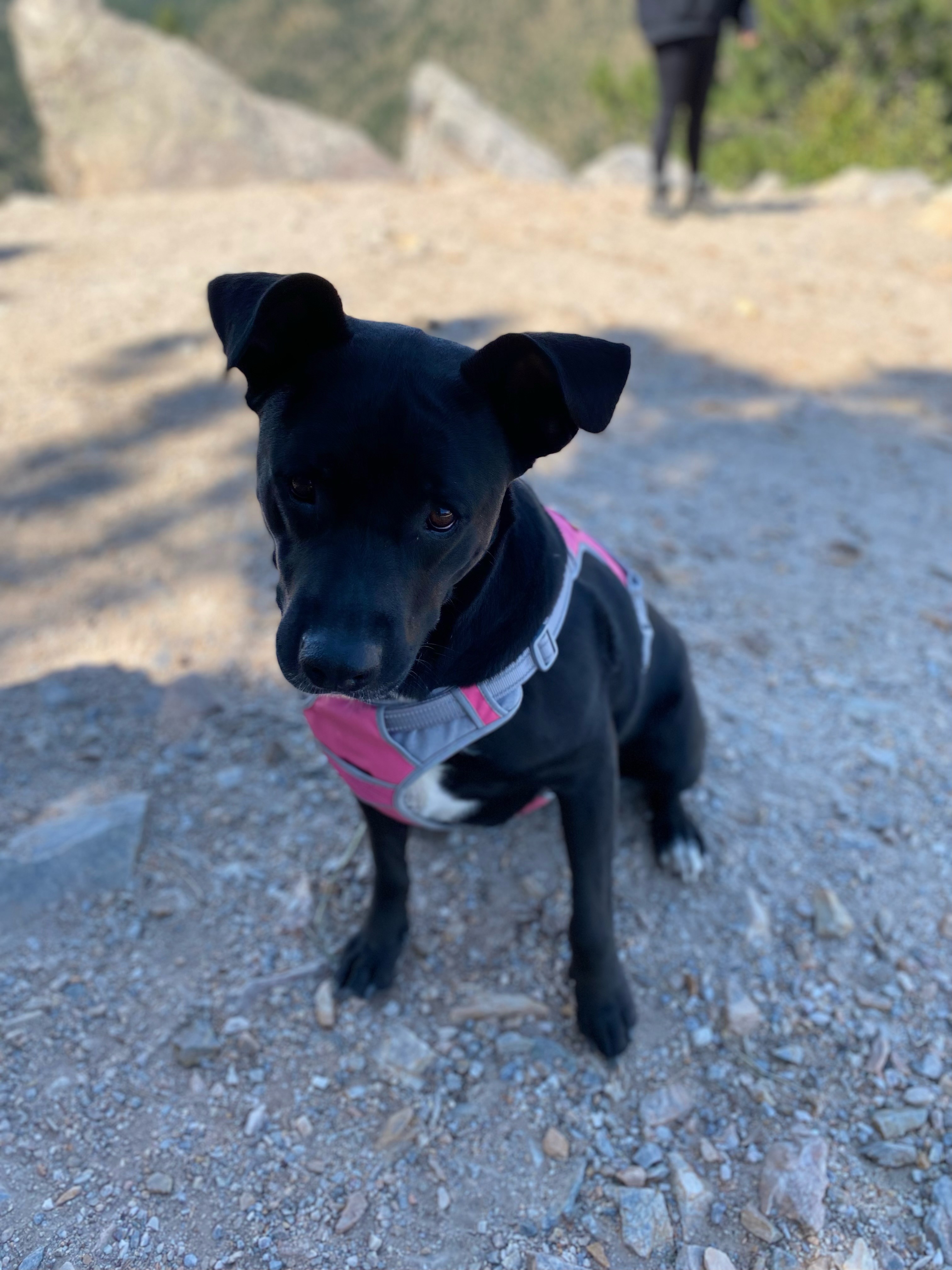 Help Luna Get the Medical Care She Needs campaign photo, 2 of 4