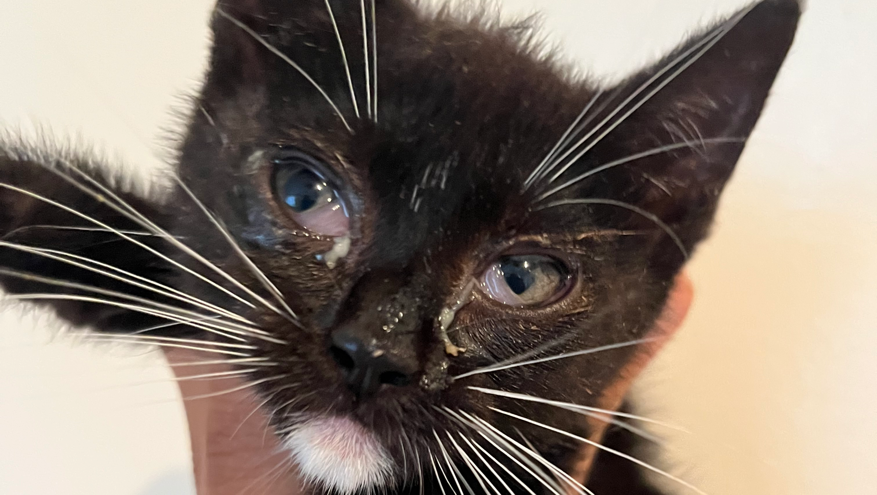 Support Bon Bon's Journey to Health photo