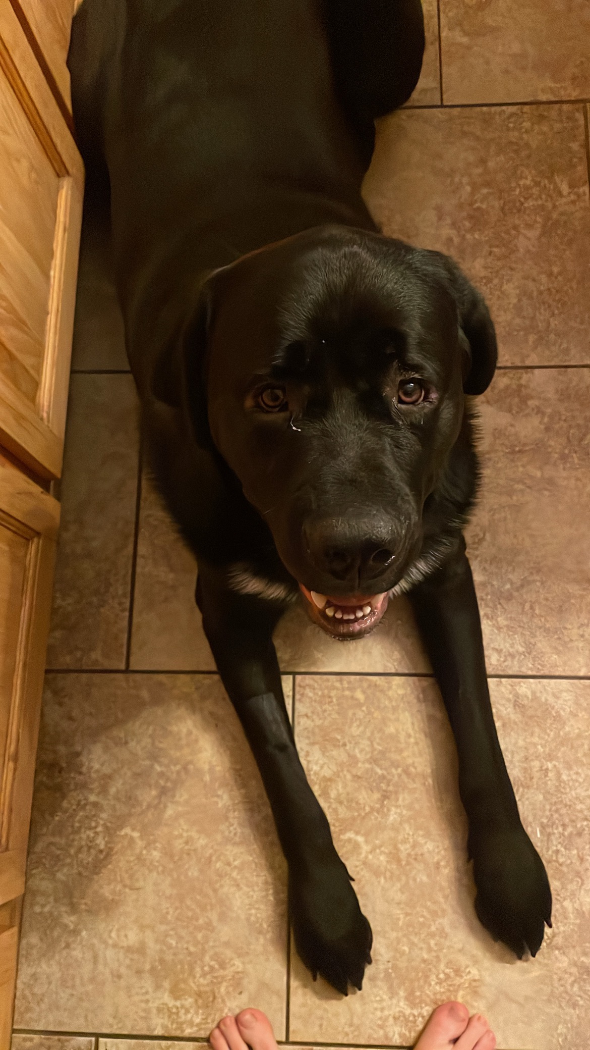 Help Enzo get Surgery! campaign photo, 6 of 7
