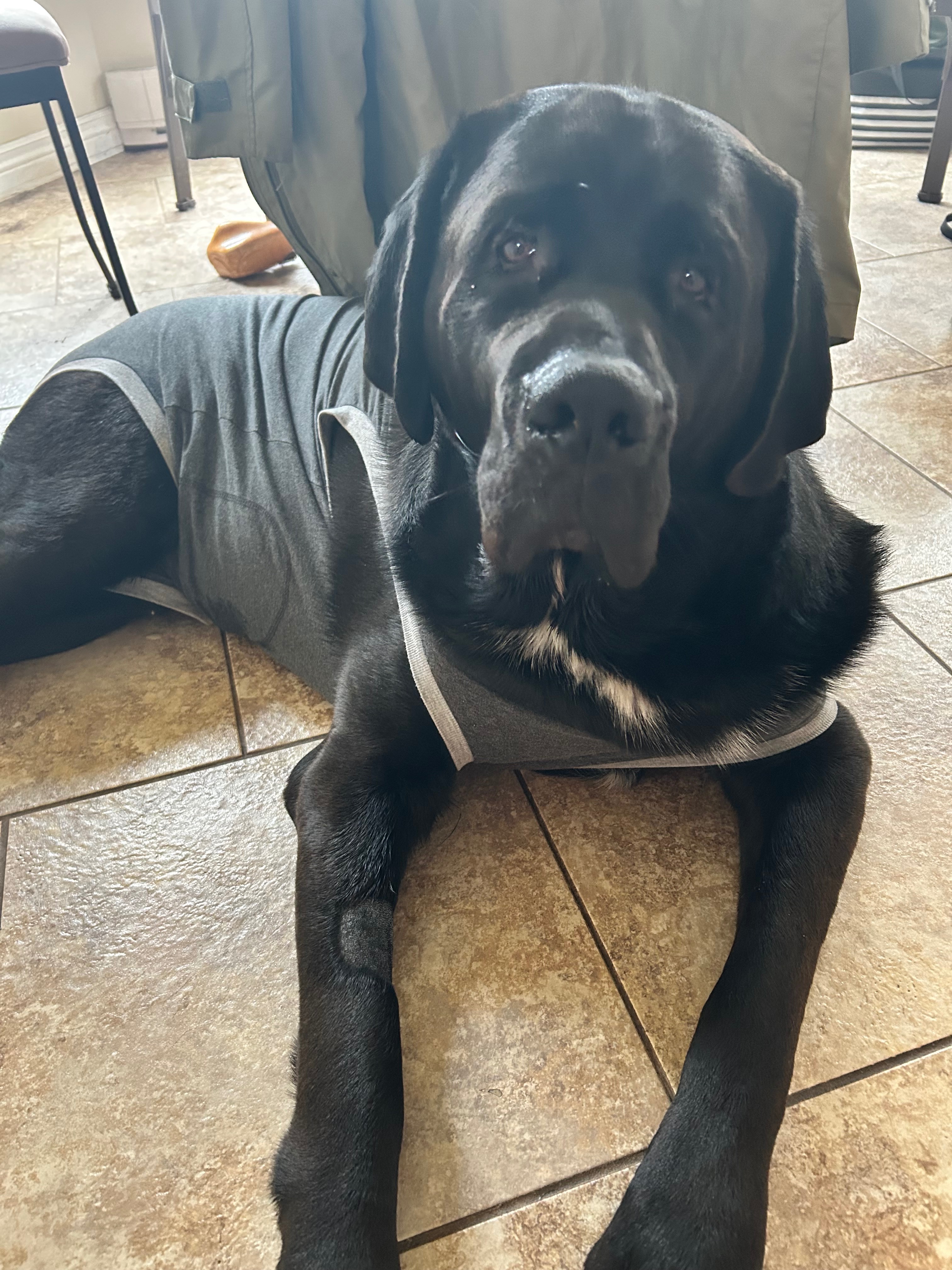 Help Enzo get Surgery! campaign photo, 2 of 7