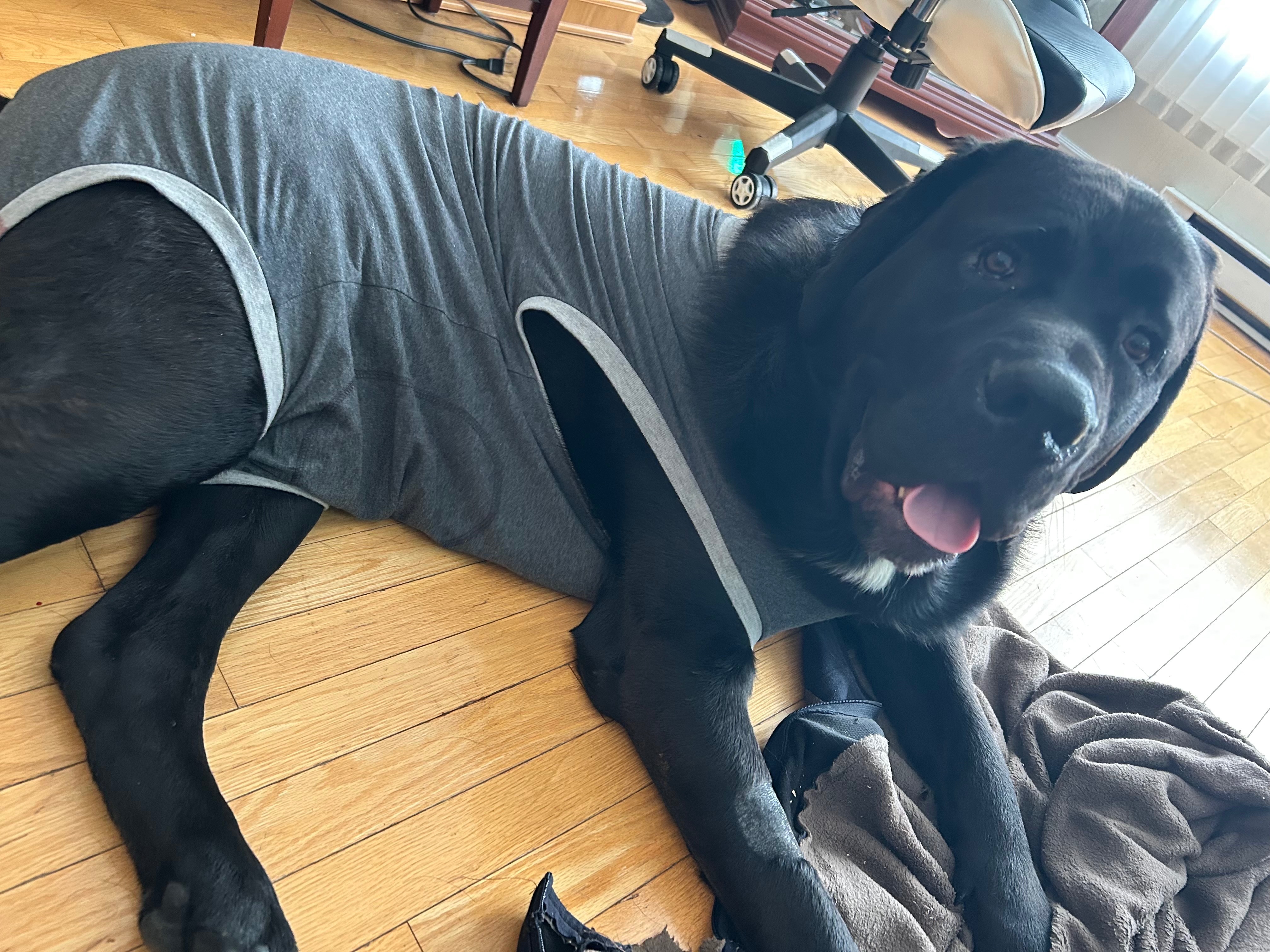 Help Enzo get Surgery! campaign photo, 4 of 7