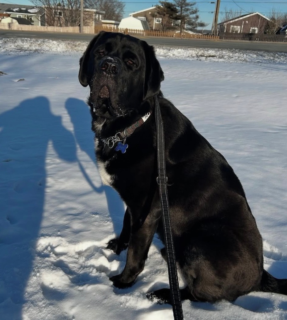 Help Enzo get Surgery! campaign photo, 5 of 7