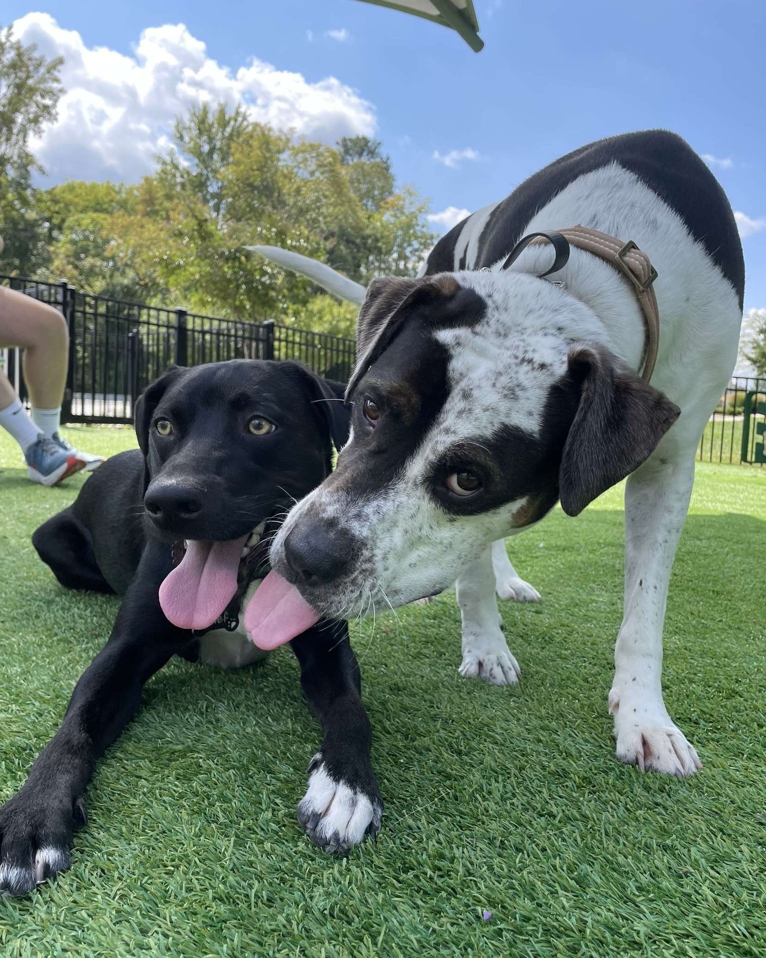 Help Improve Our Play Yards for Shelter Dogs campaign photo, 7 of 7