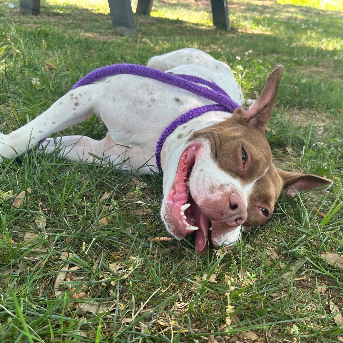 Help Improve Our Play Yards for Shelter Dogs campaign photo, 2 of 7
