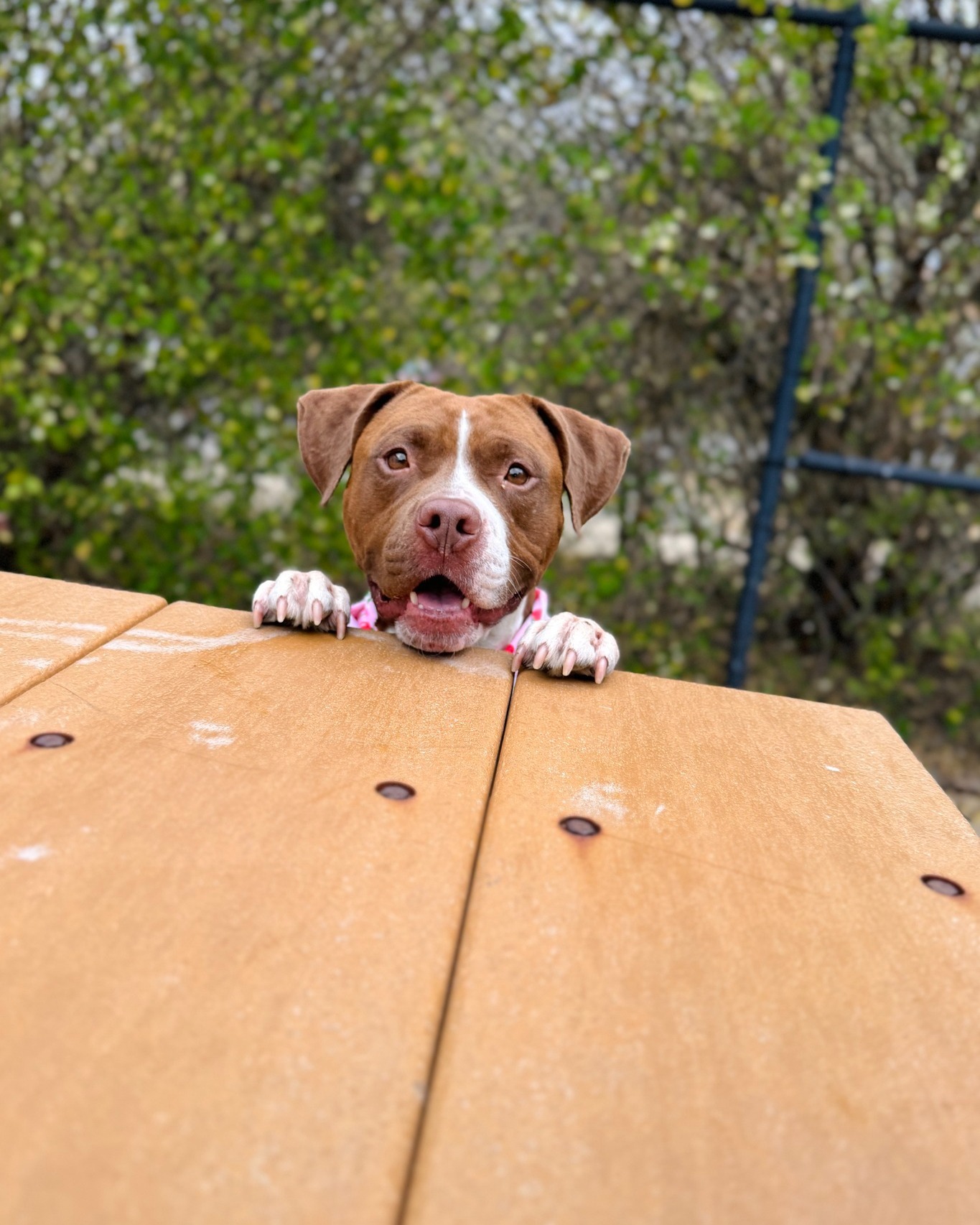 Help Improve Our Play Yards for Shelter Dogs campaign photo, 4 of 7