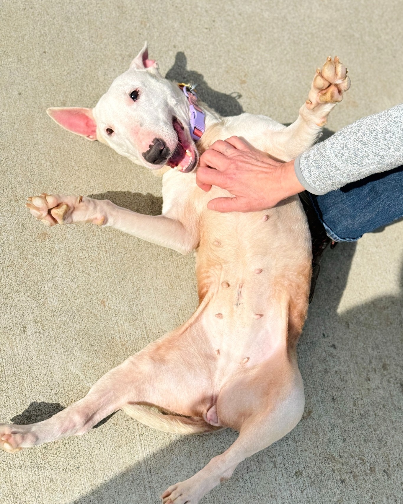 Help Improve Our Play Yards for Shelter Dogs campaign photo, 5 of 7