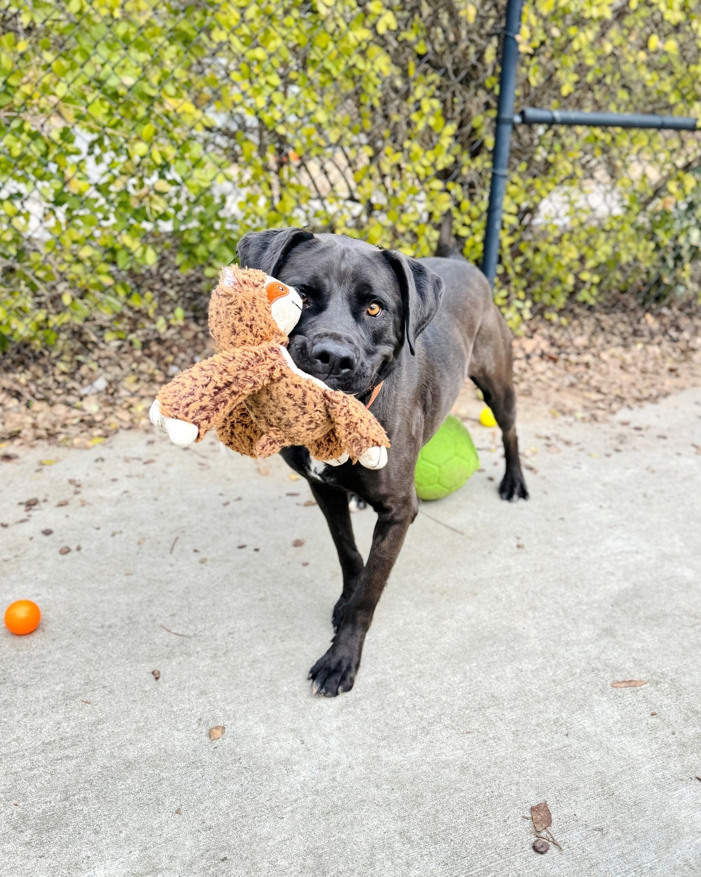 Help Improve Our Play Yards for Shelter Dogs campaign photo, 6 of 7