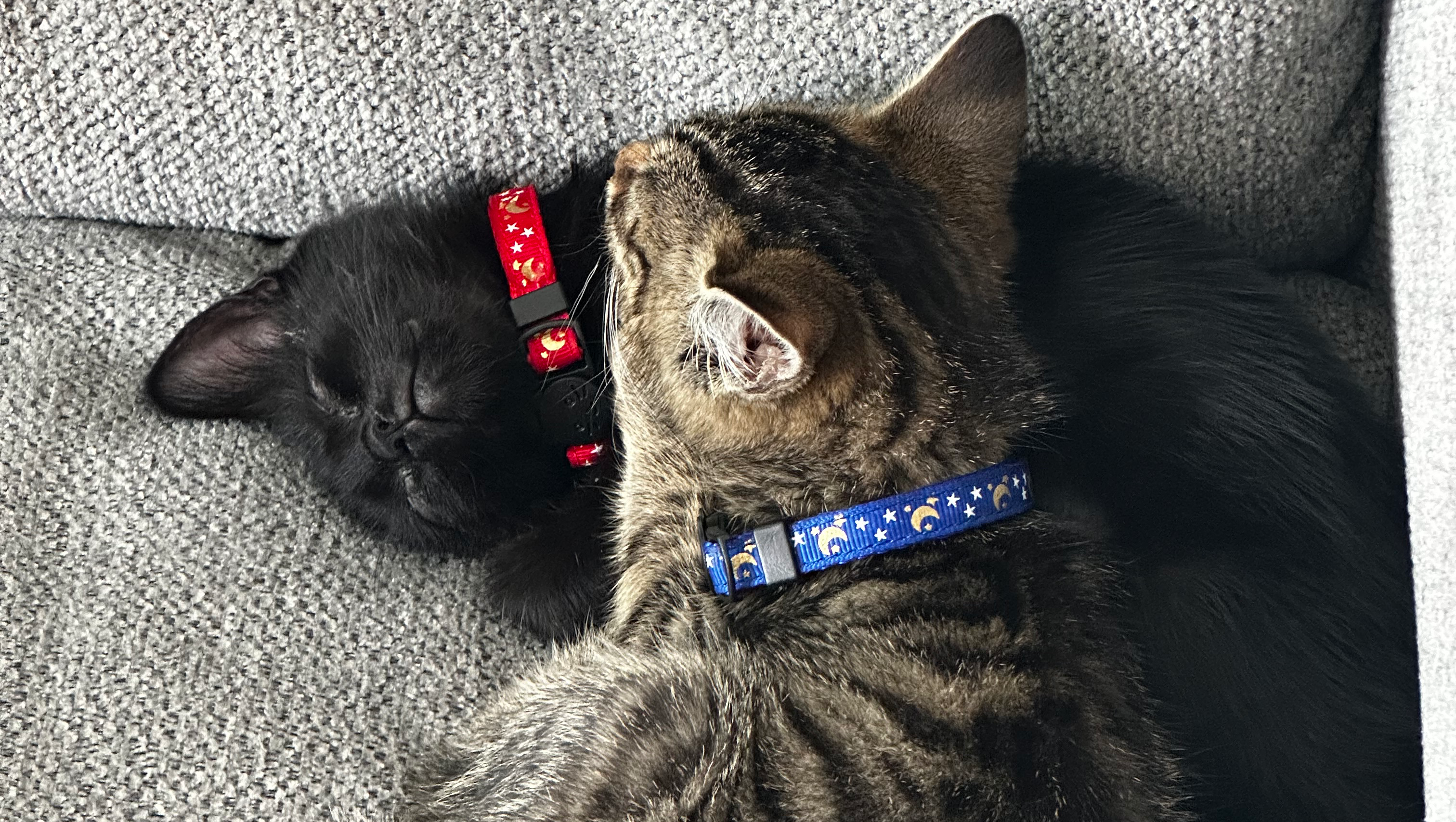 Support Simba and Shadow's Health Needs photo