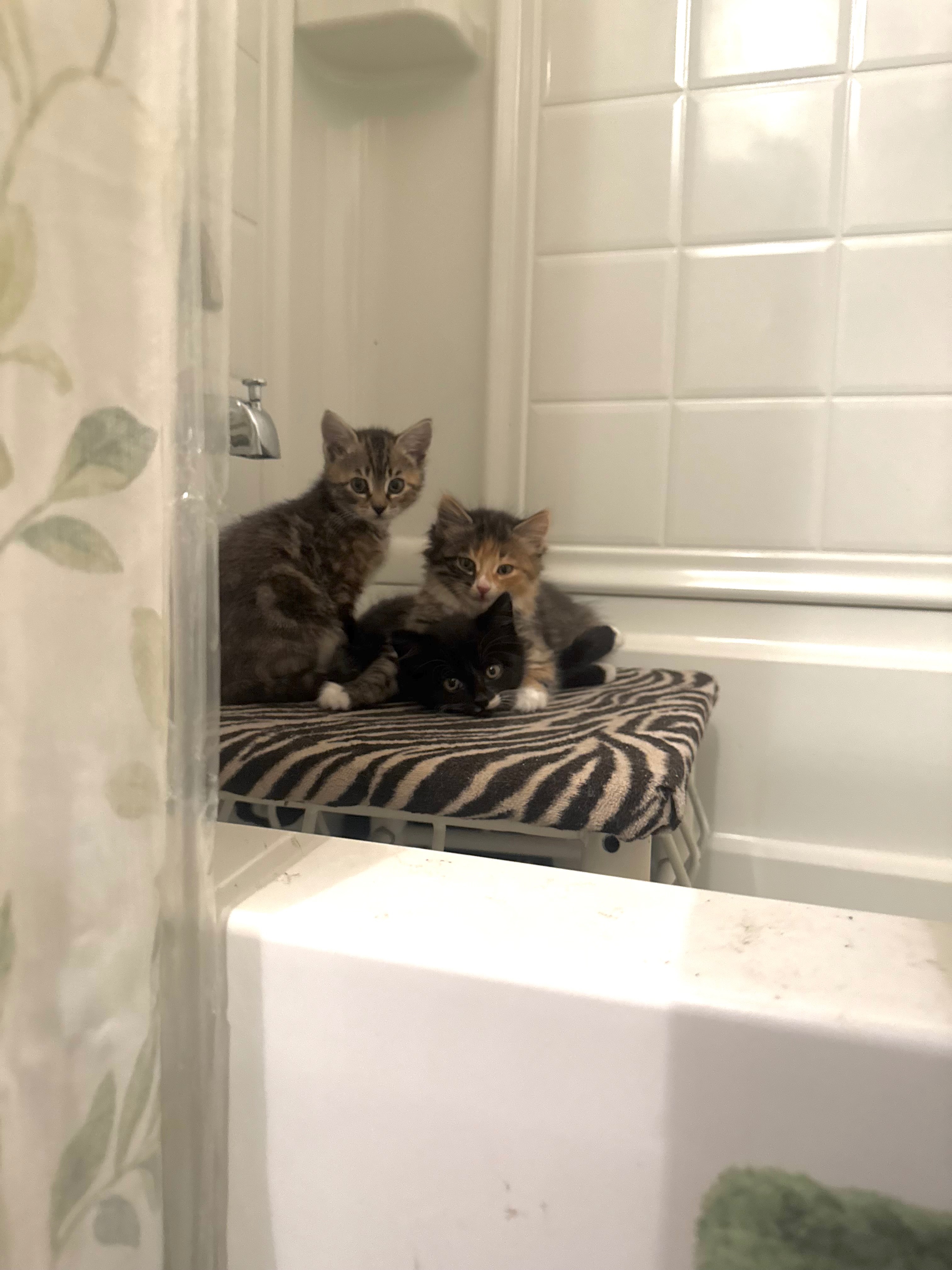 Join Mandy & Kev's Rescue Mission campaign photo, 7 of 8