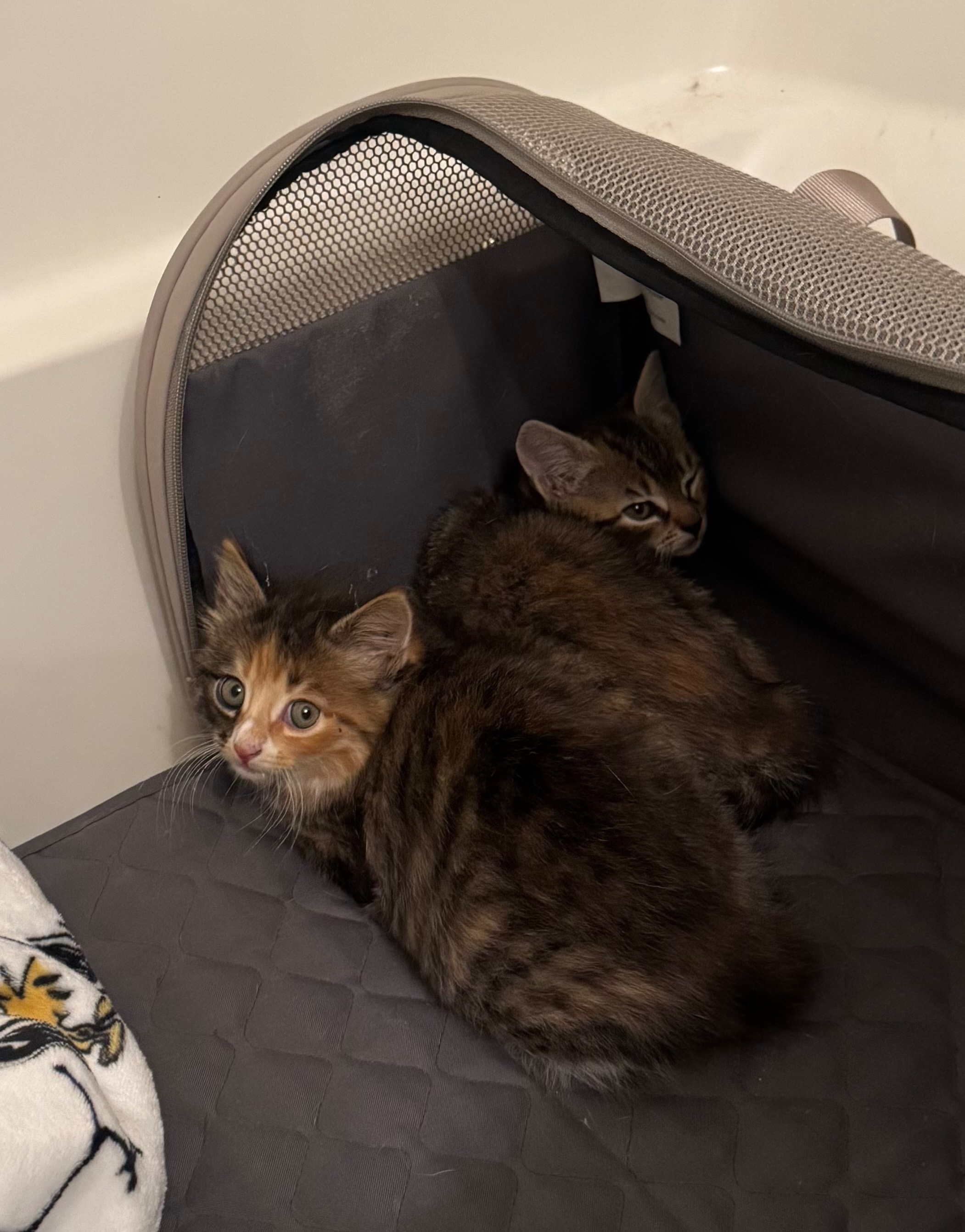 Join Mandy & Kev's Rescue Mission campaign photo, 2 of 8
