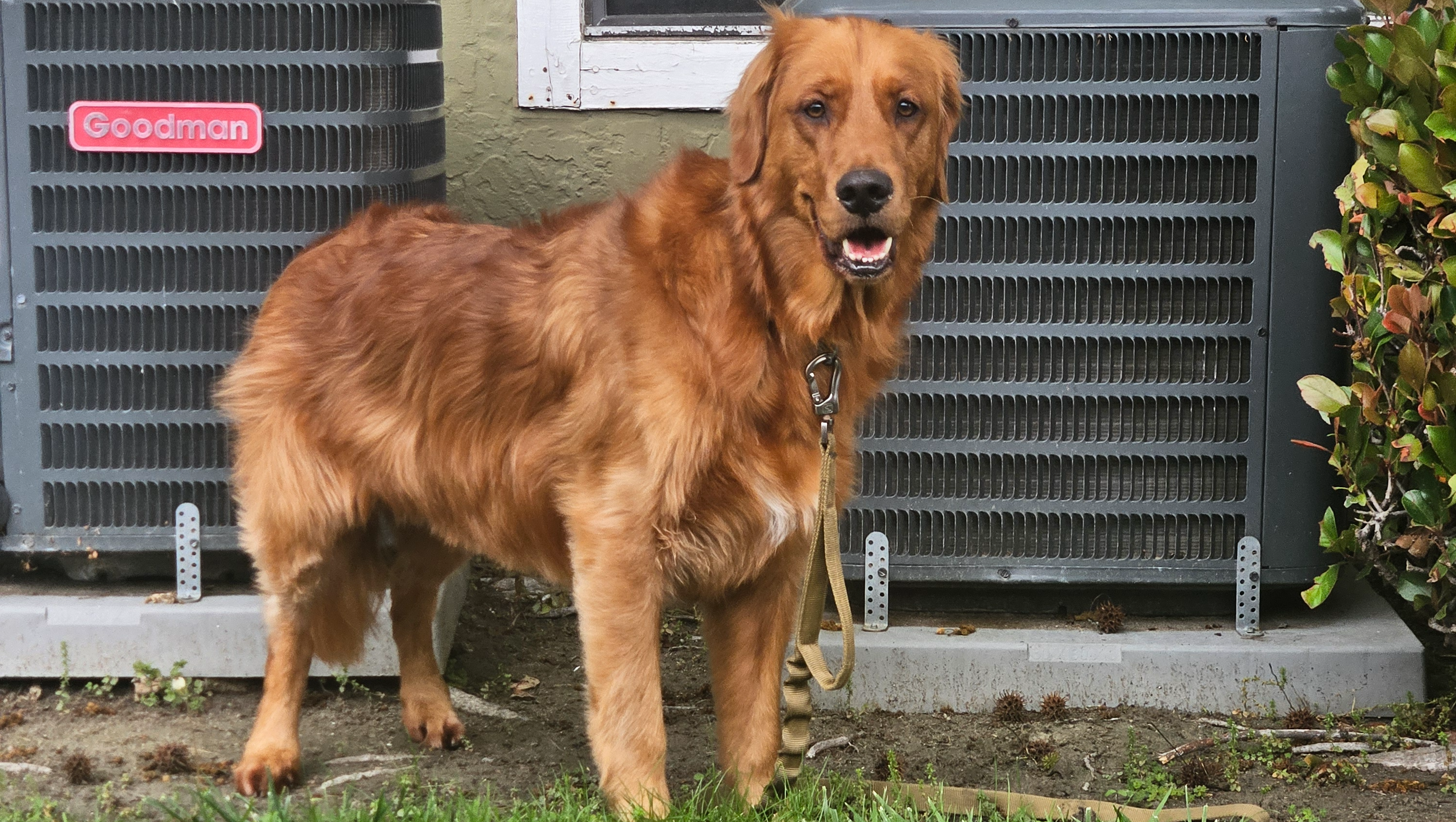 Support Atlas's Journey to Recovery photo